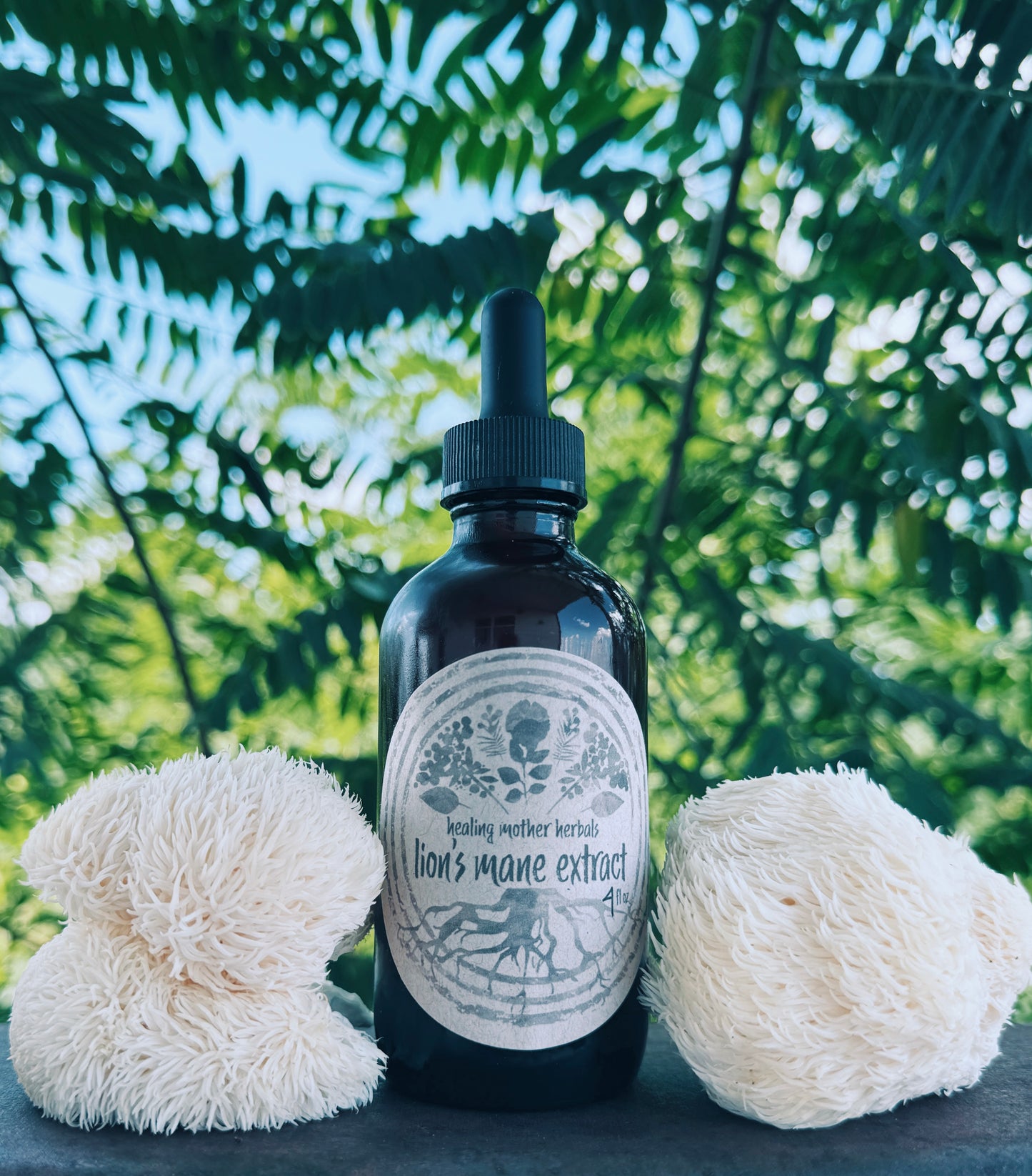 Lion’s Mane Extract