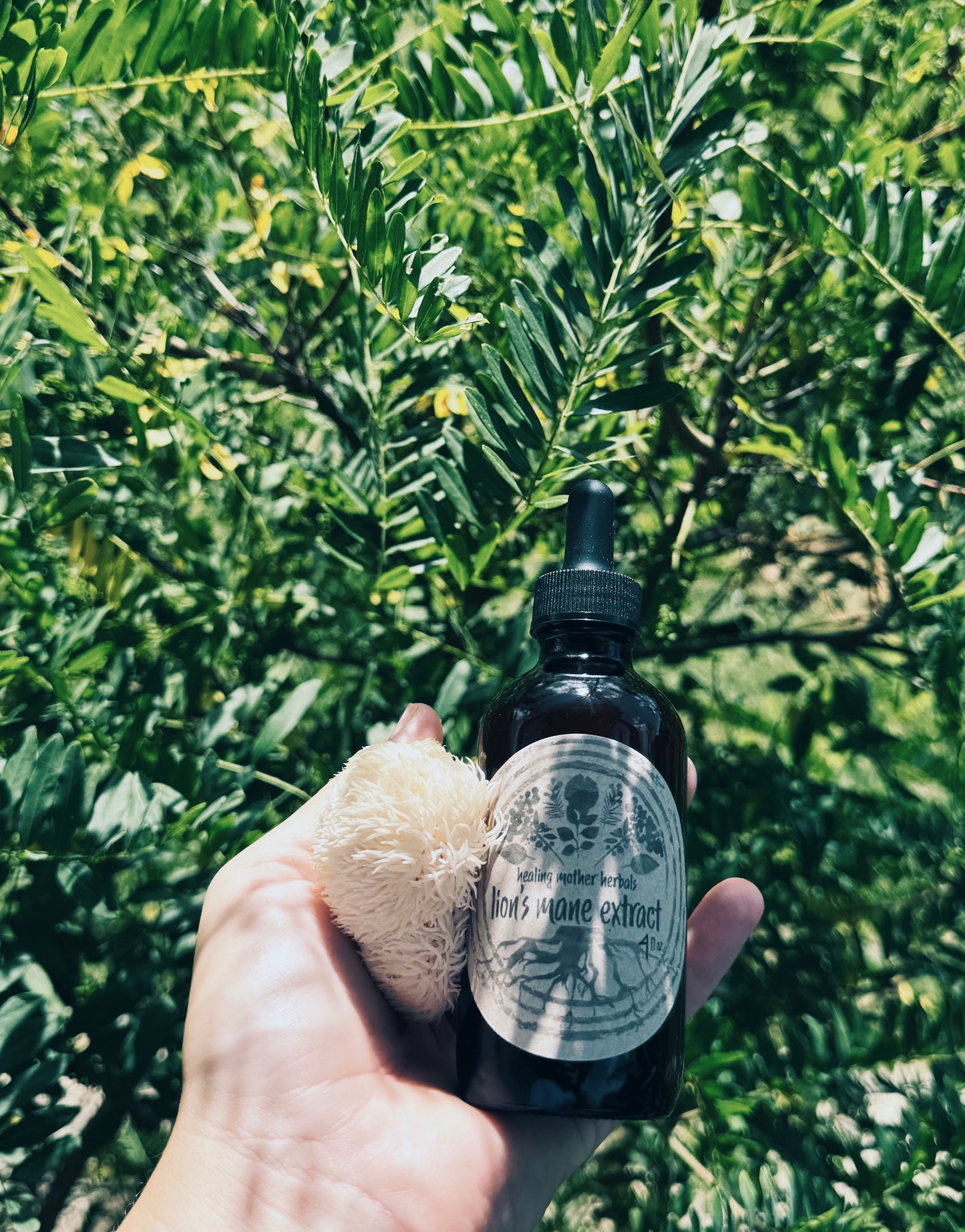 Lion’s Mane Extract