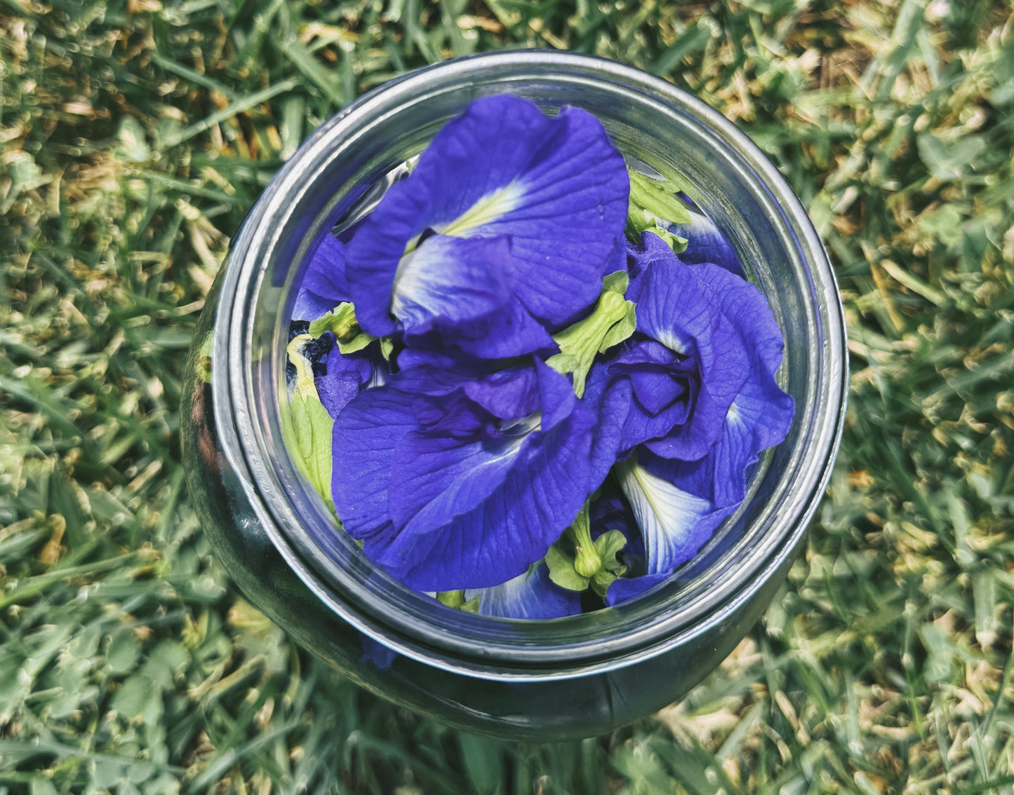 Blue Butterfly Pea Flower Elixir