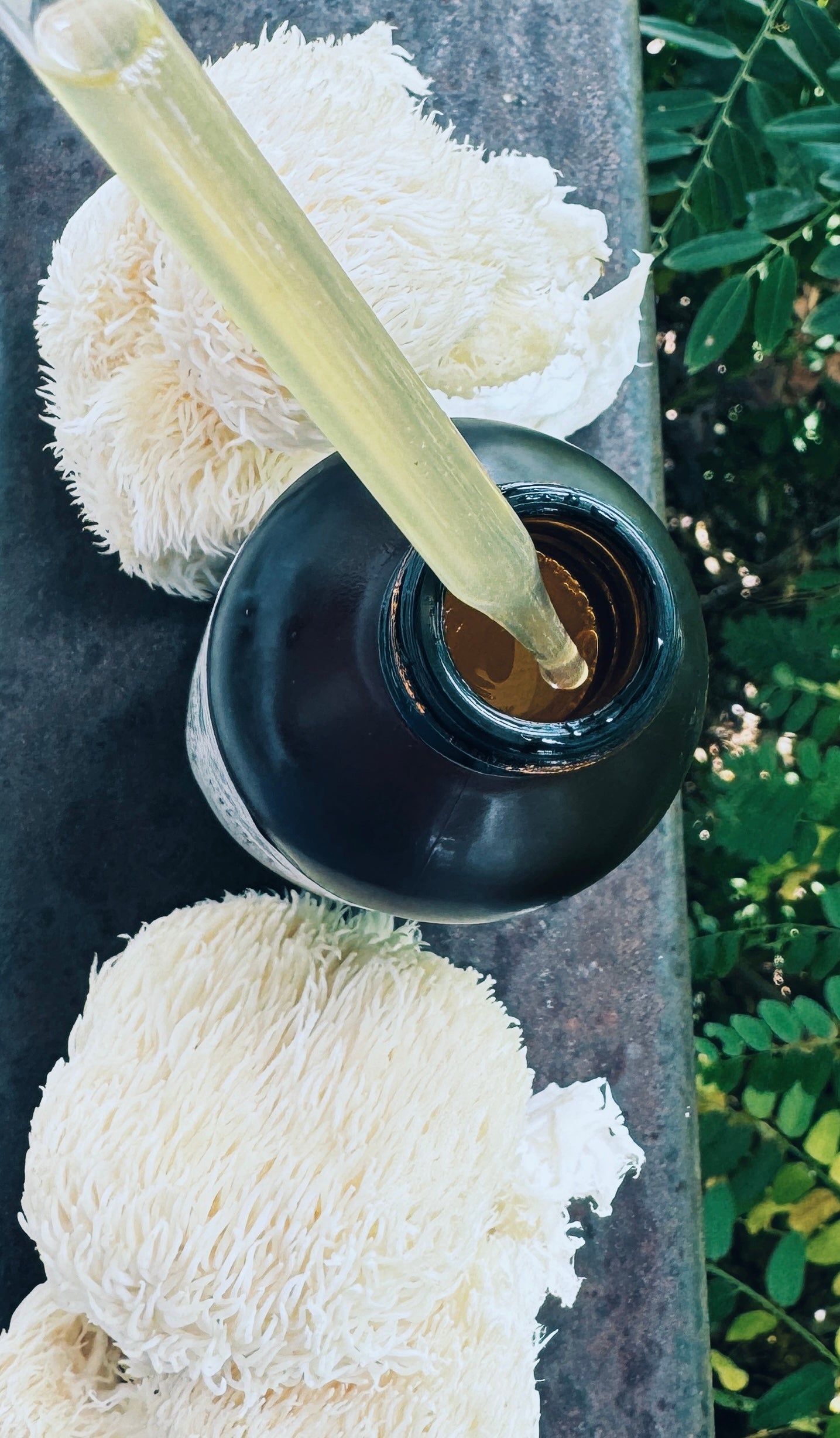 Lion’s Mane Extract