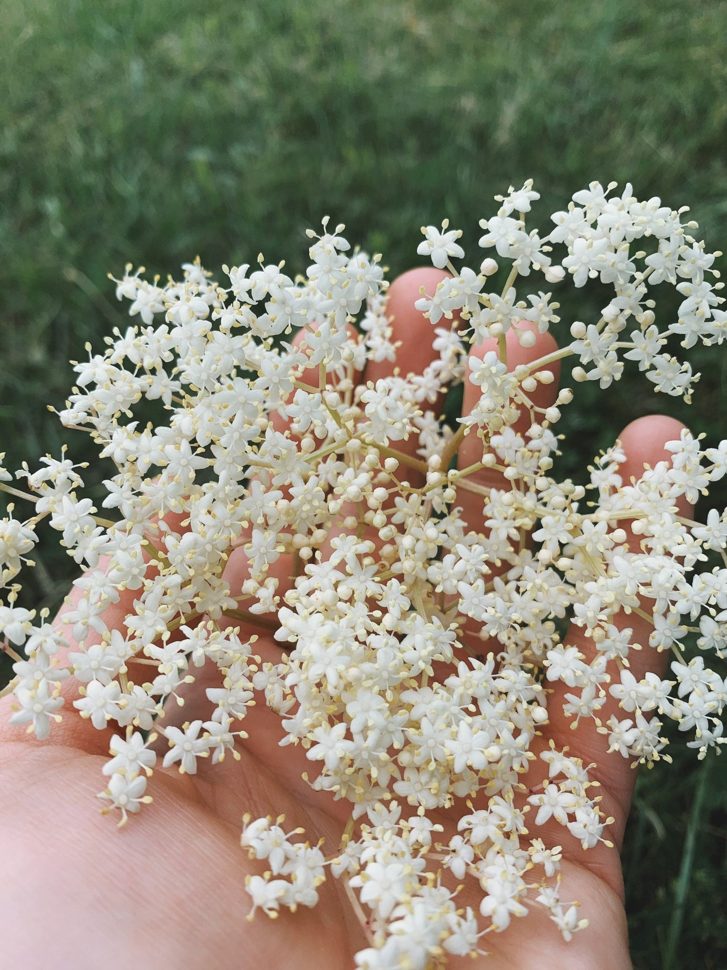 Immunity Balance Tincture