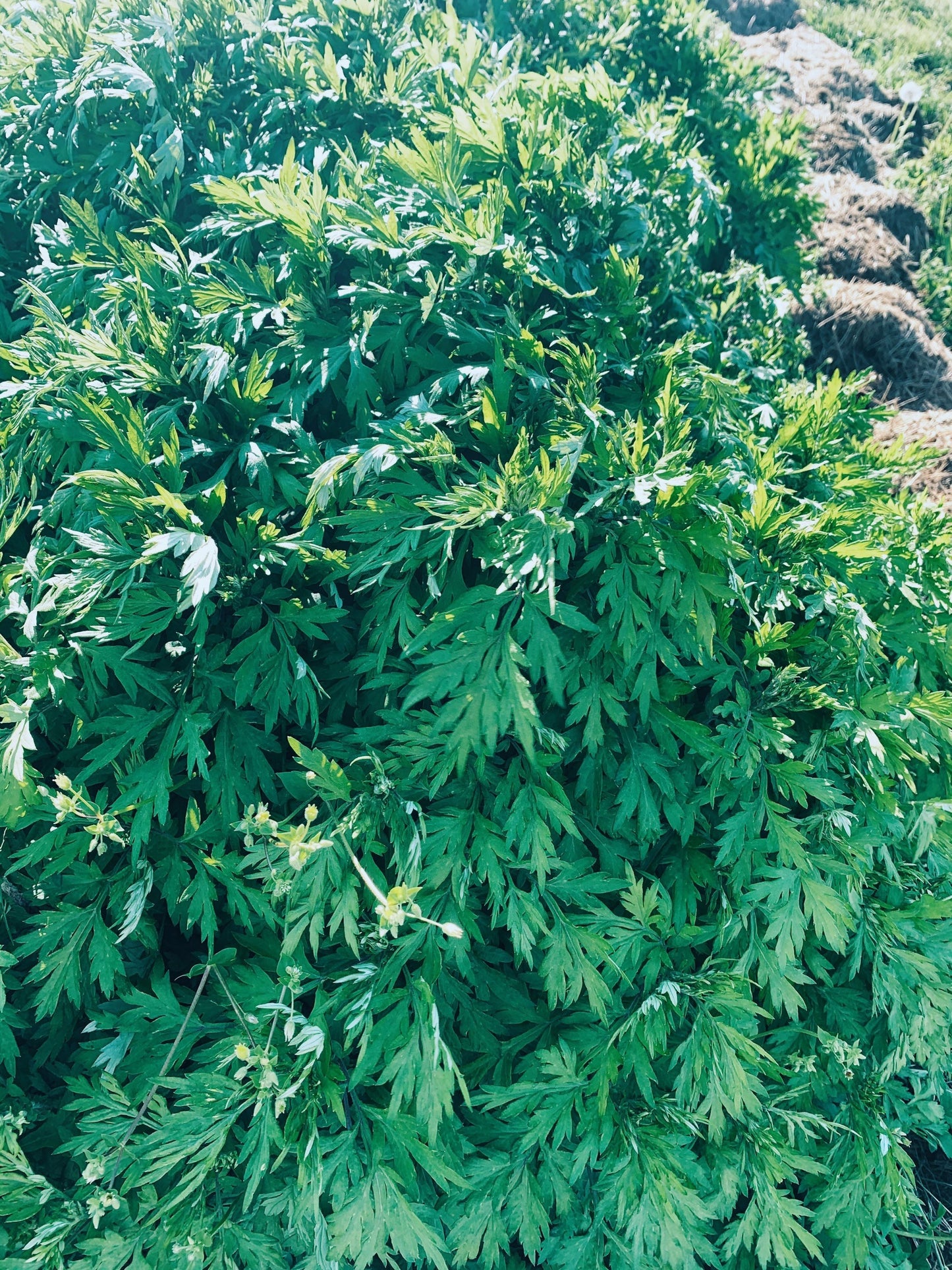 Mugwort Tincture