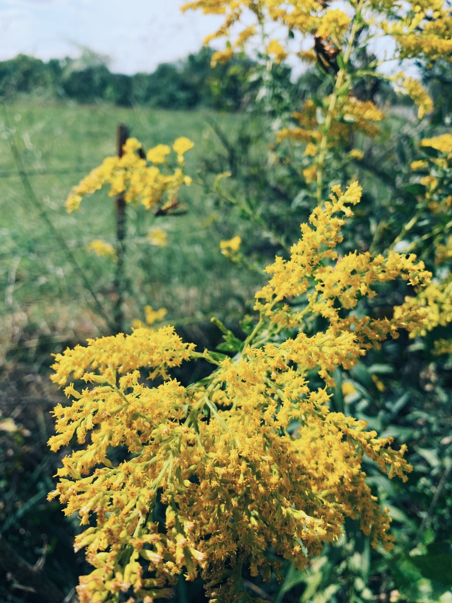 Immunity Balance Tincture