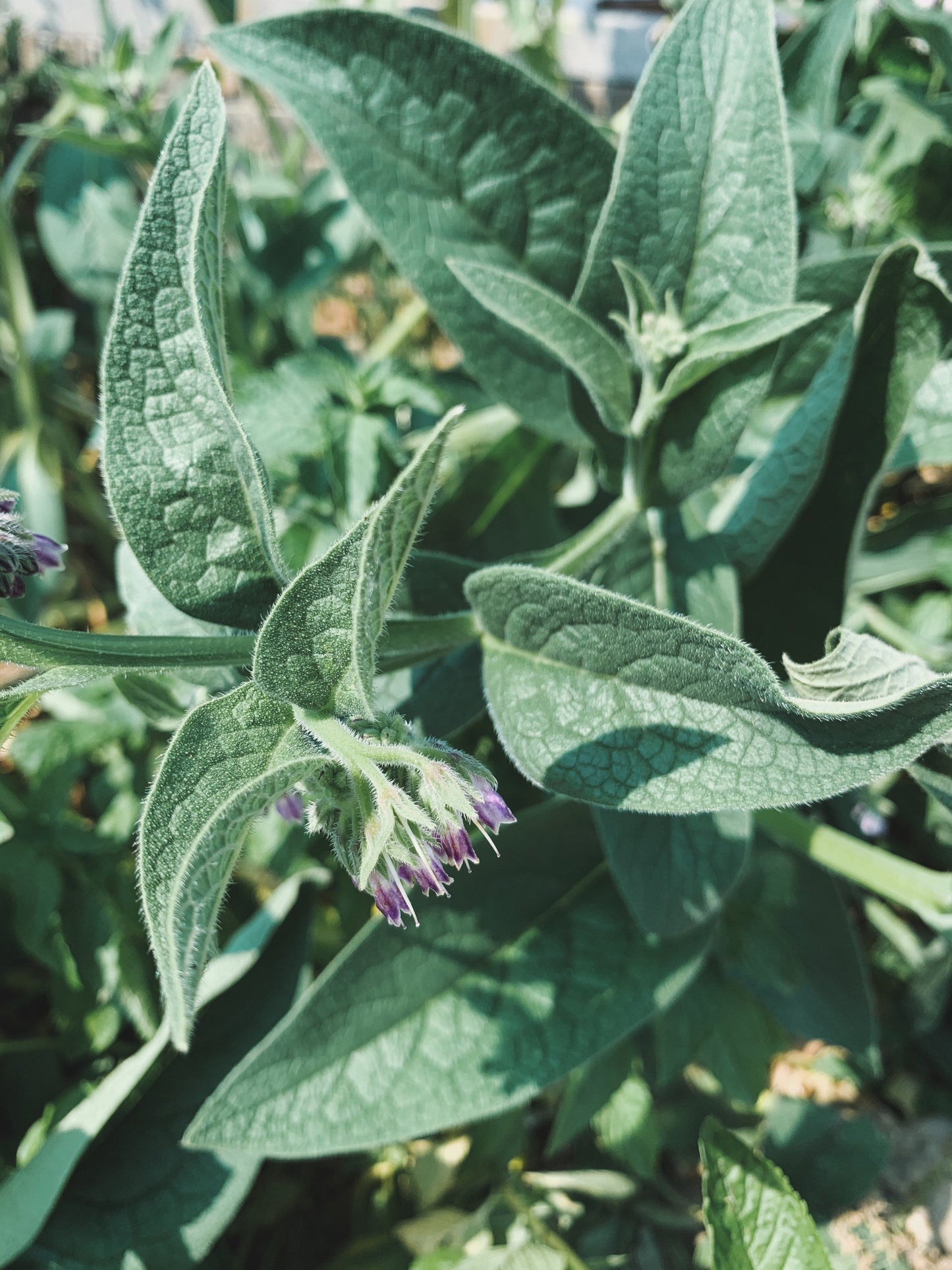 Dried Comfrey Leaves