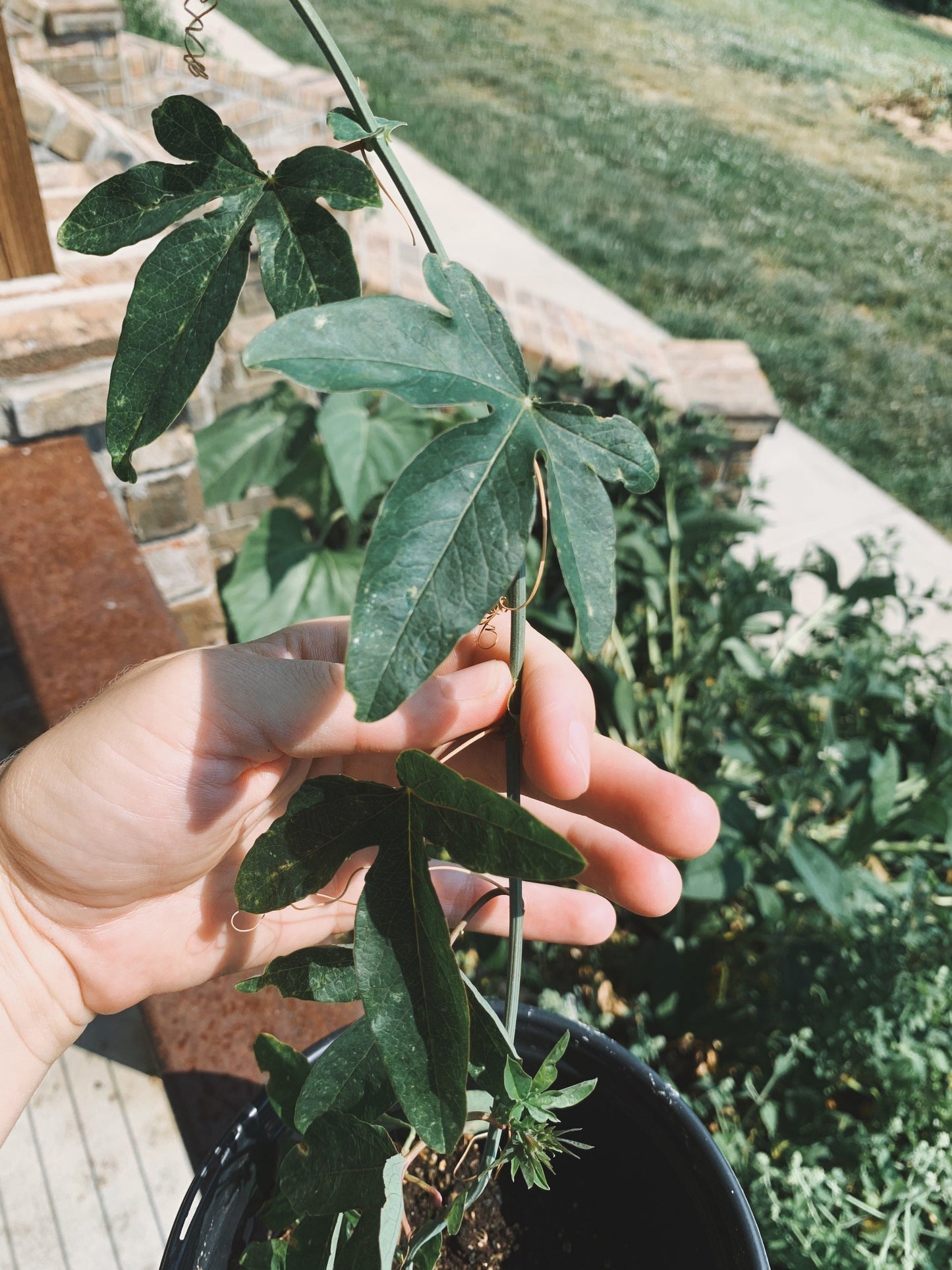 Passion Flower Plant