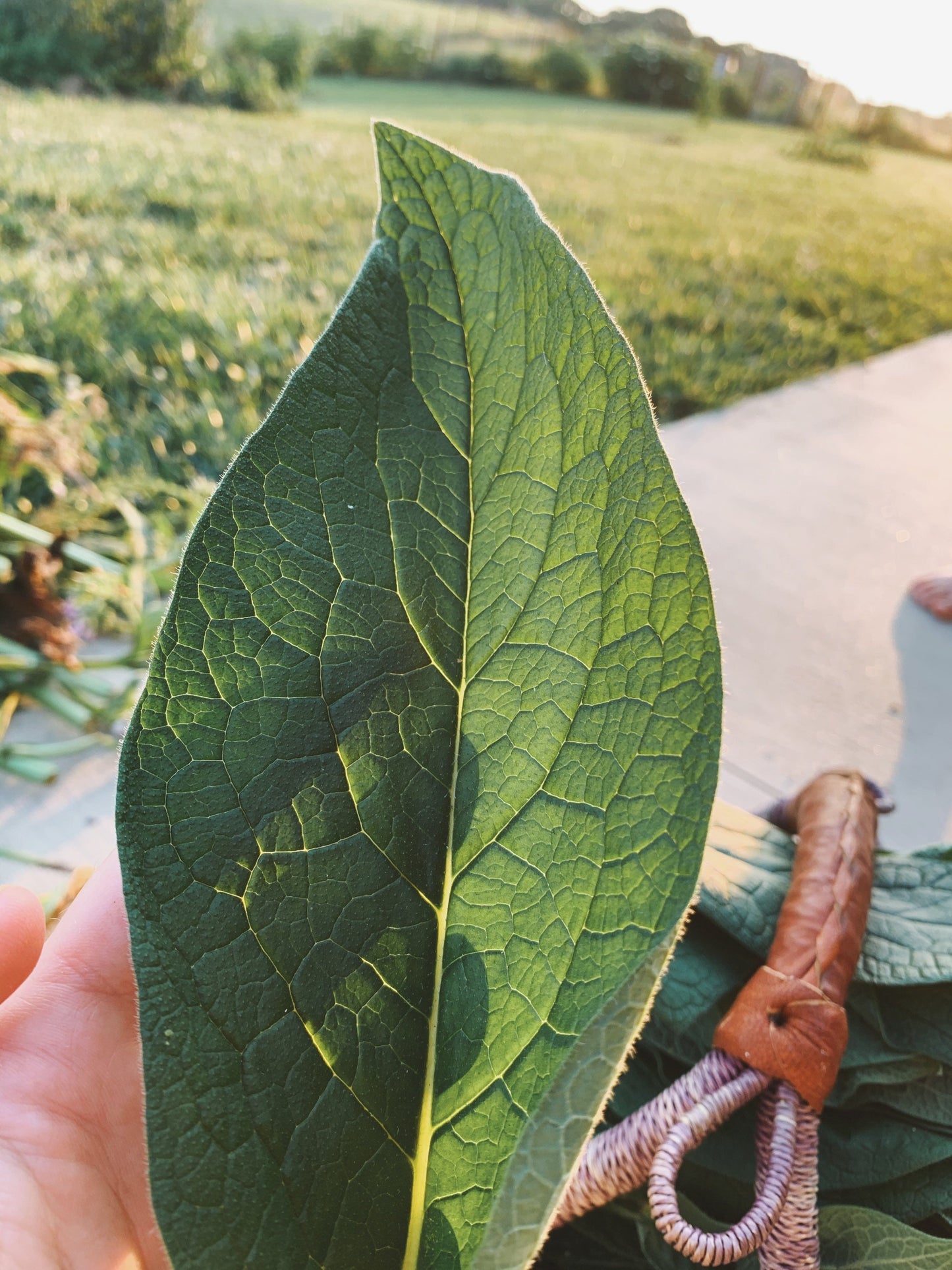 Dried Comfrey Leaves