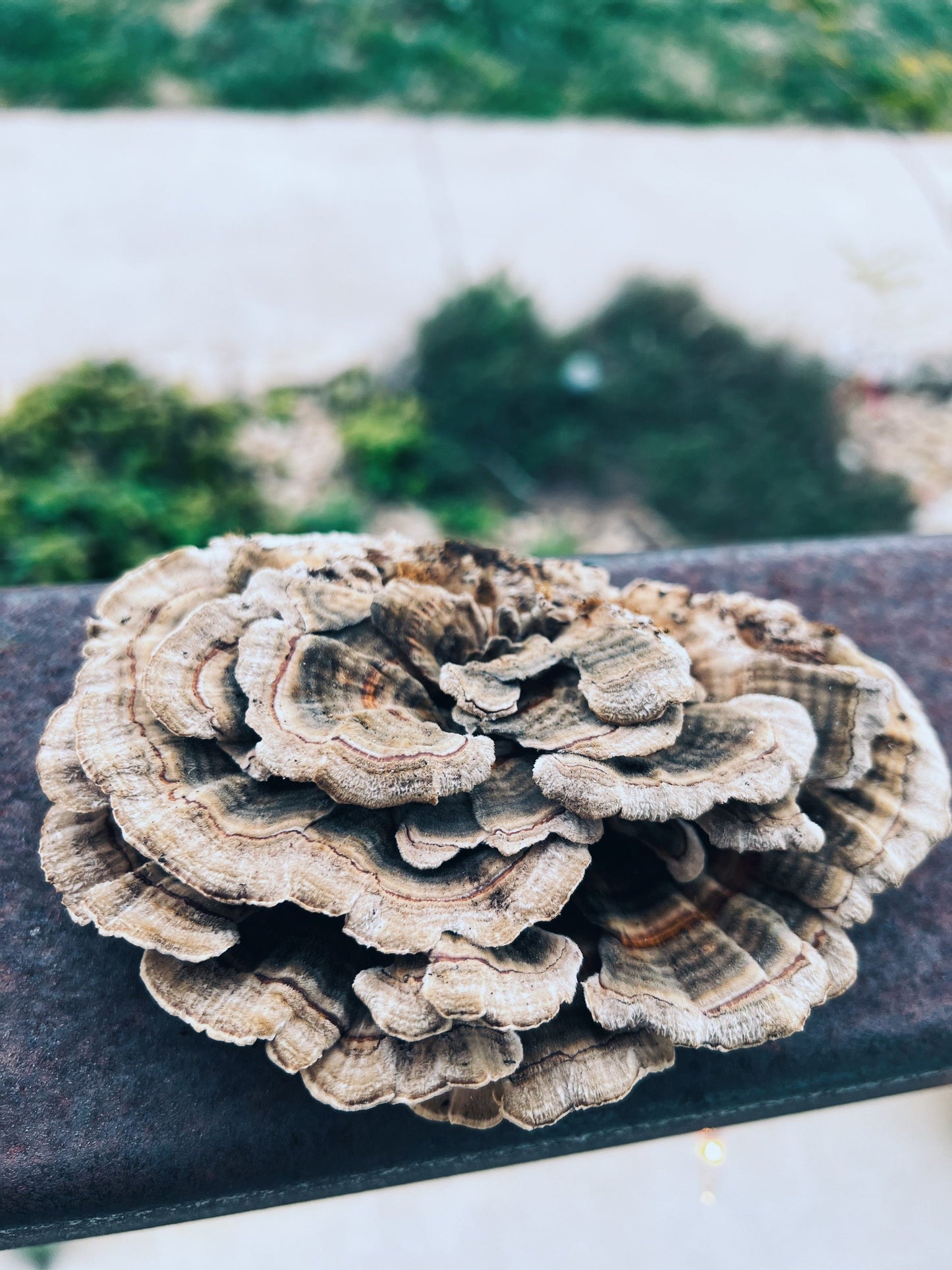 Turkey Tail Extract