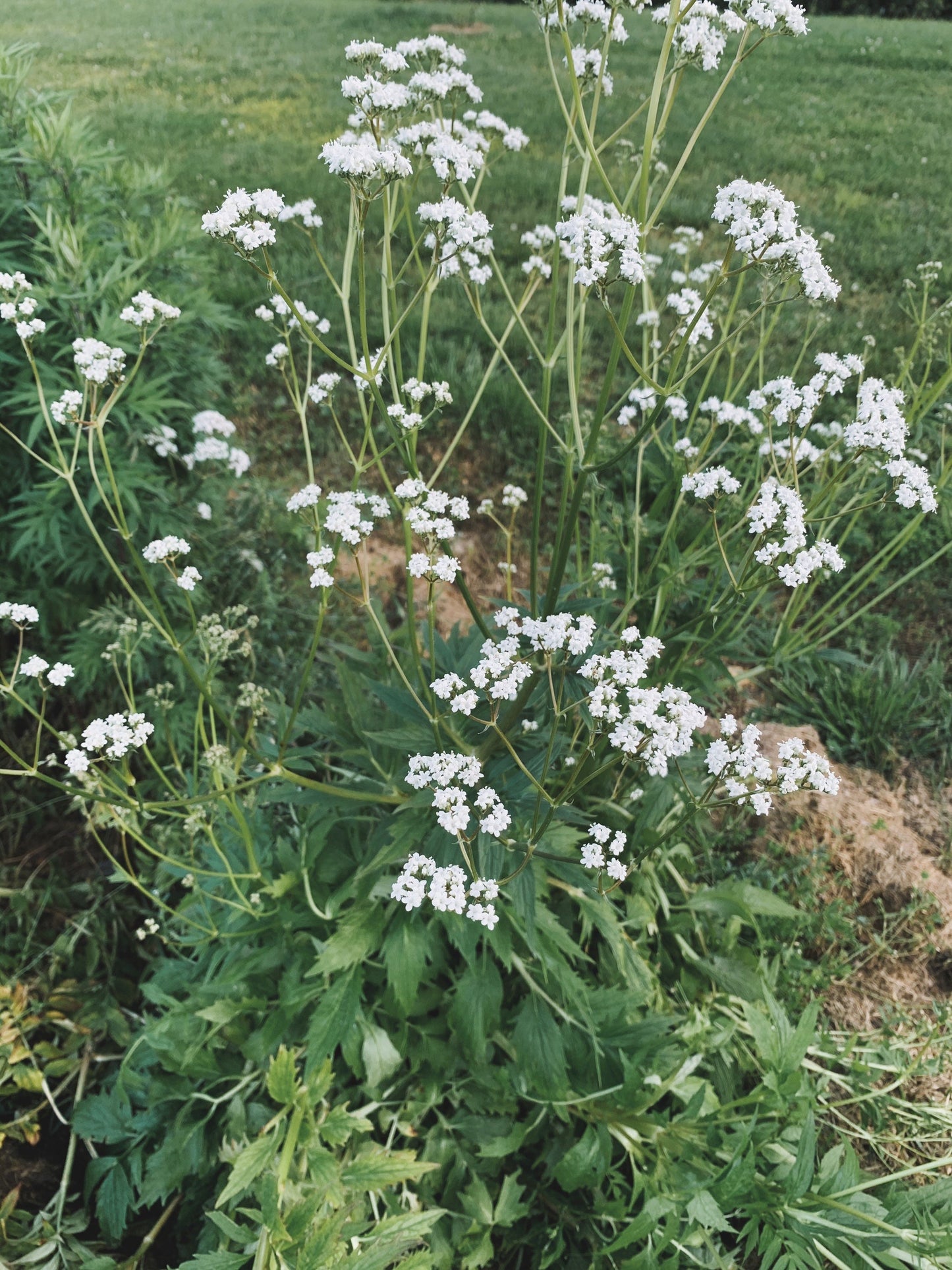 Sacred Sleep Tincture