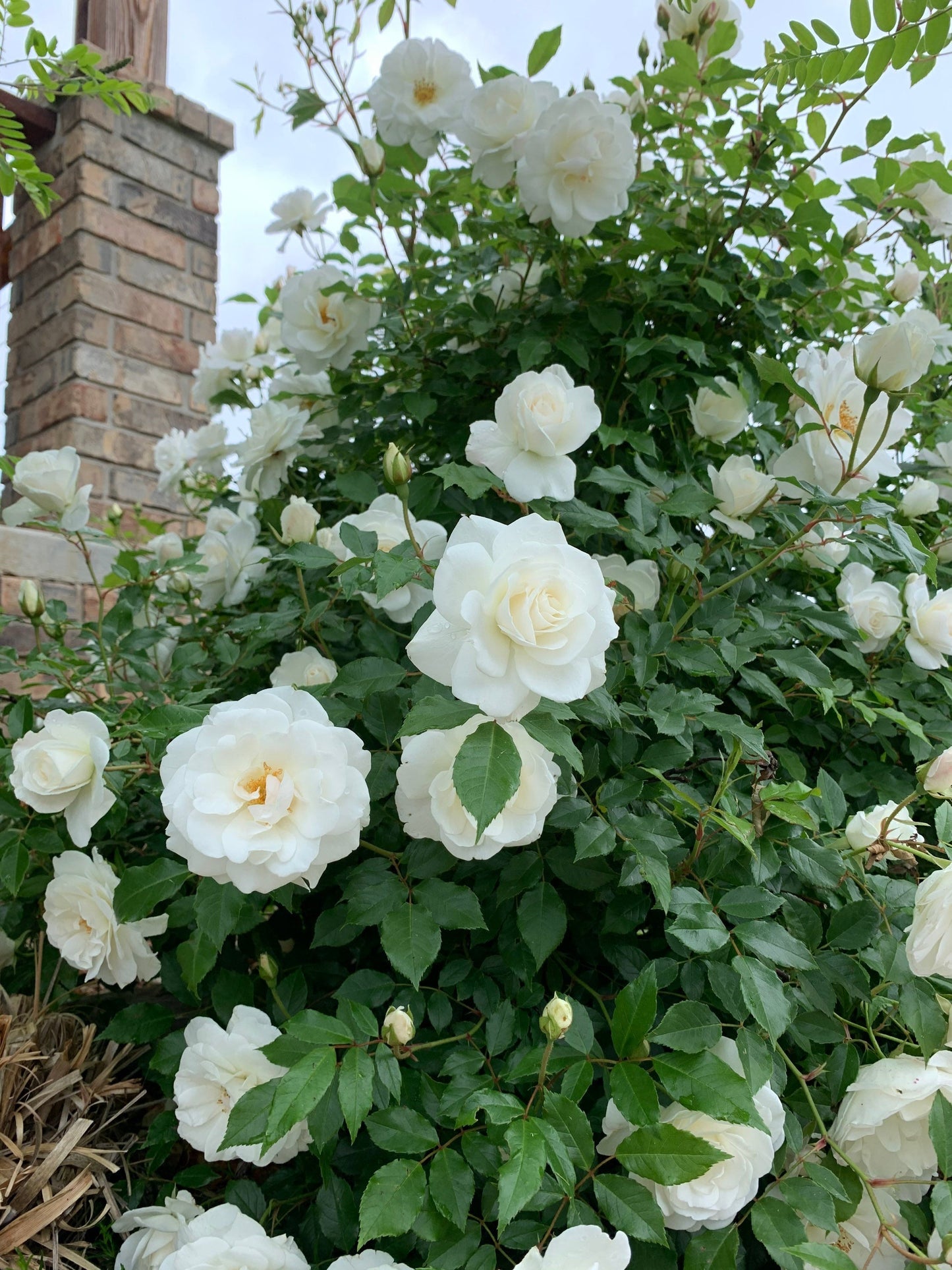 White Rose Flower Essence