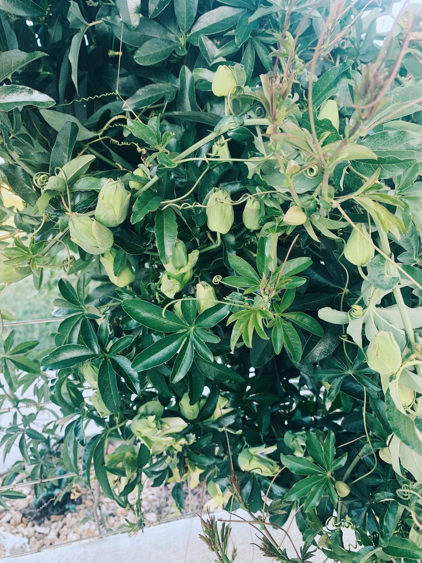 Passion Flower Plant