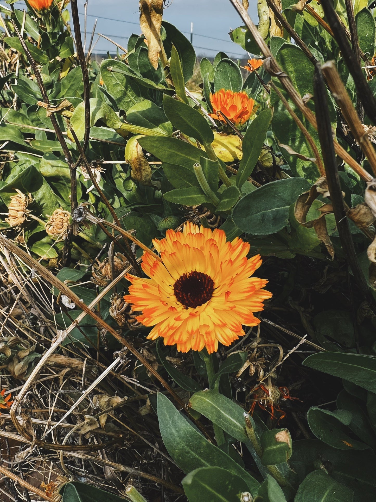 Flower Power Tincture