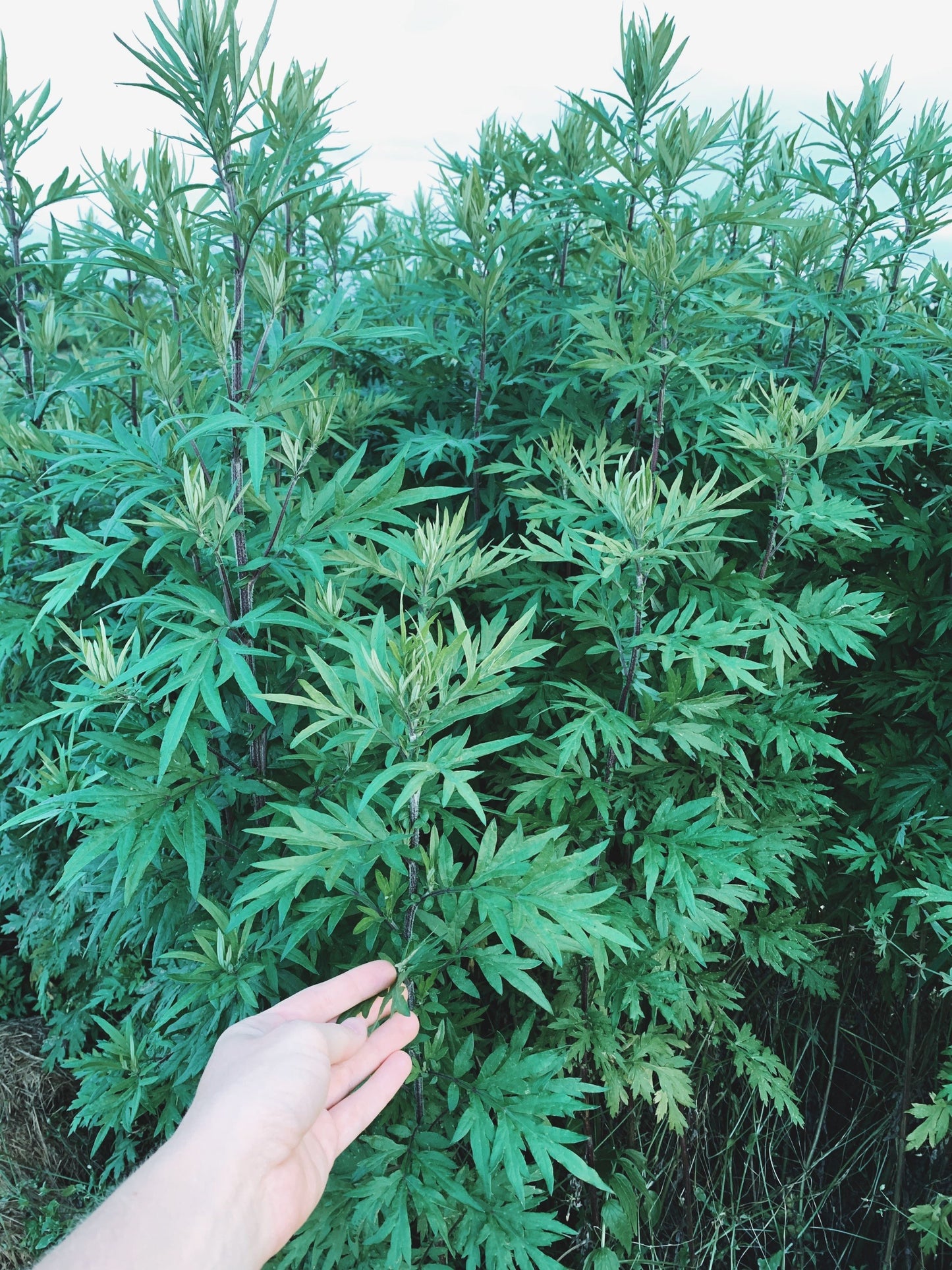 Dried Mugwort Leaves and Flowers