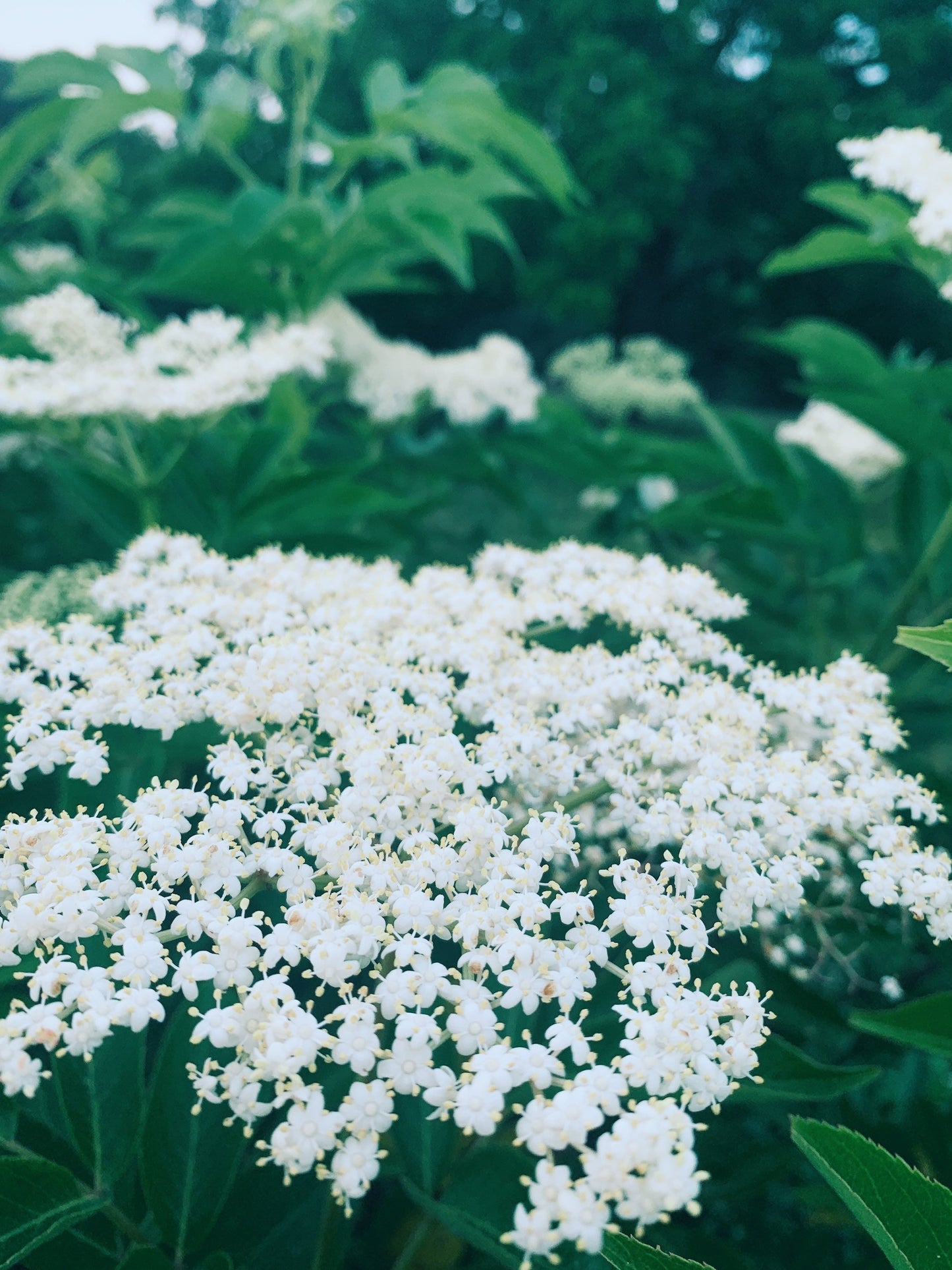 Dried Elderflowers