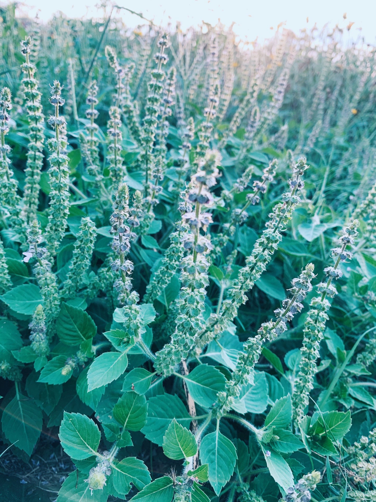 Immunity Balance Tincture