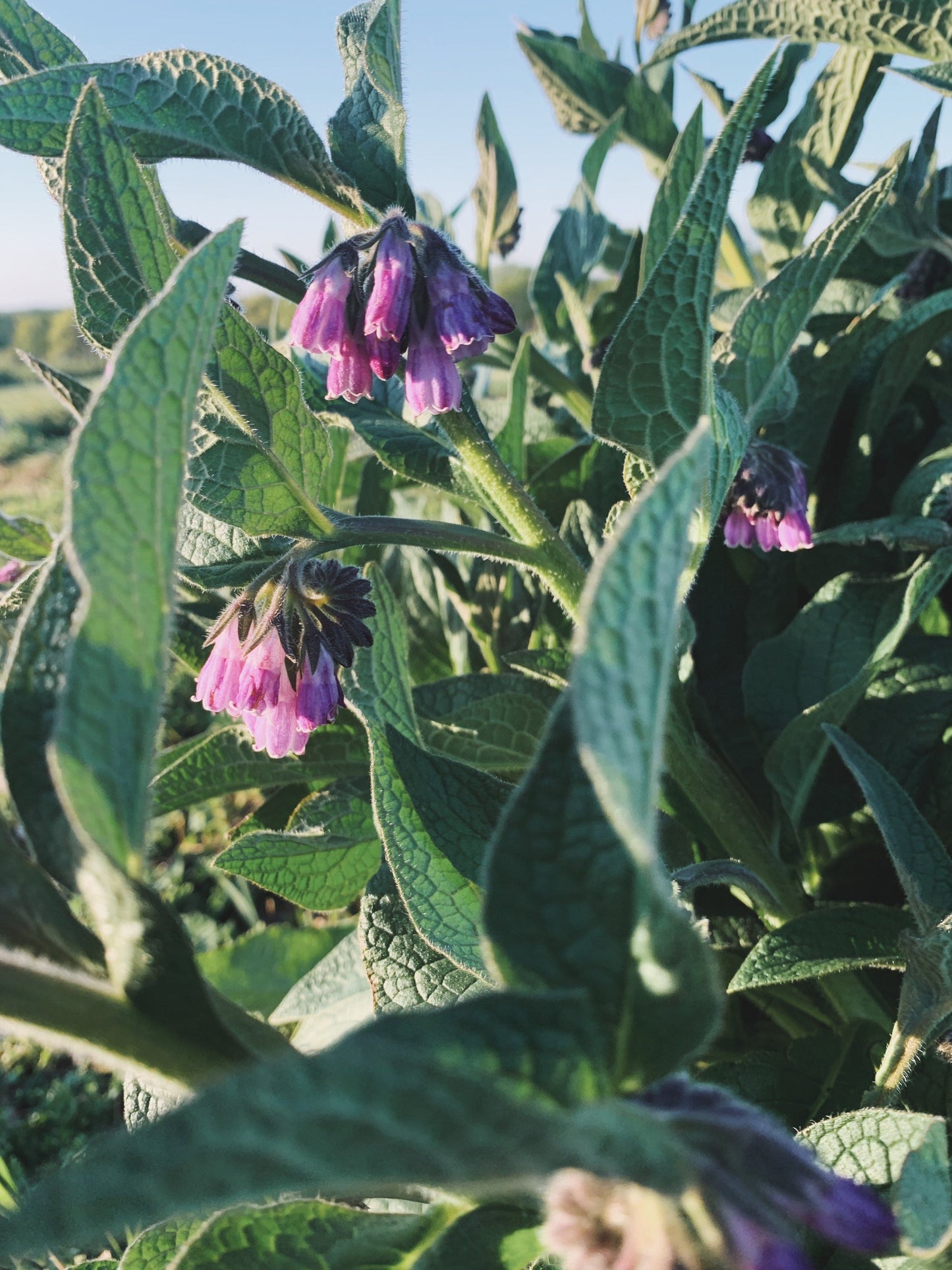 Dried Comfrey Leaves