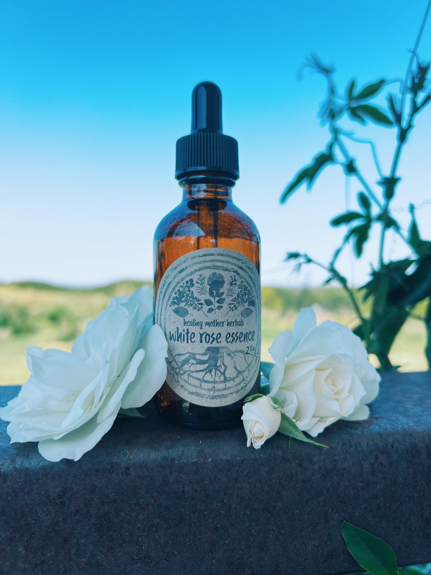 White Rose Flower Essence