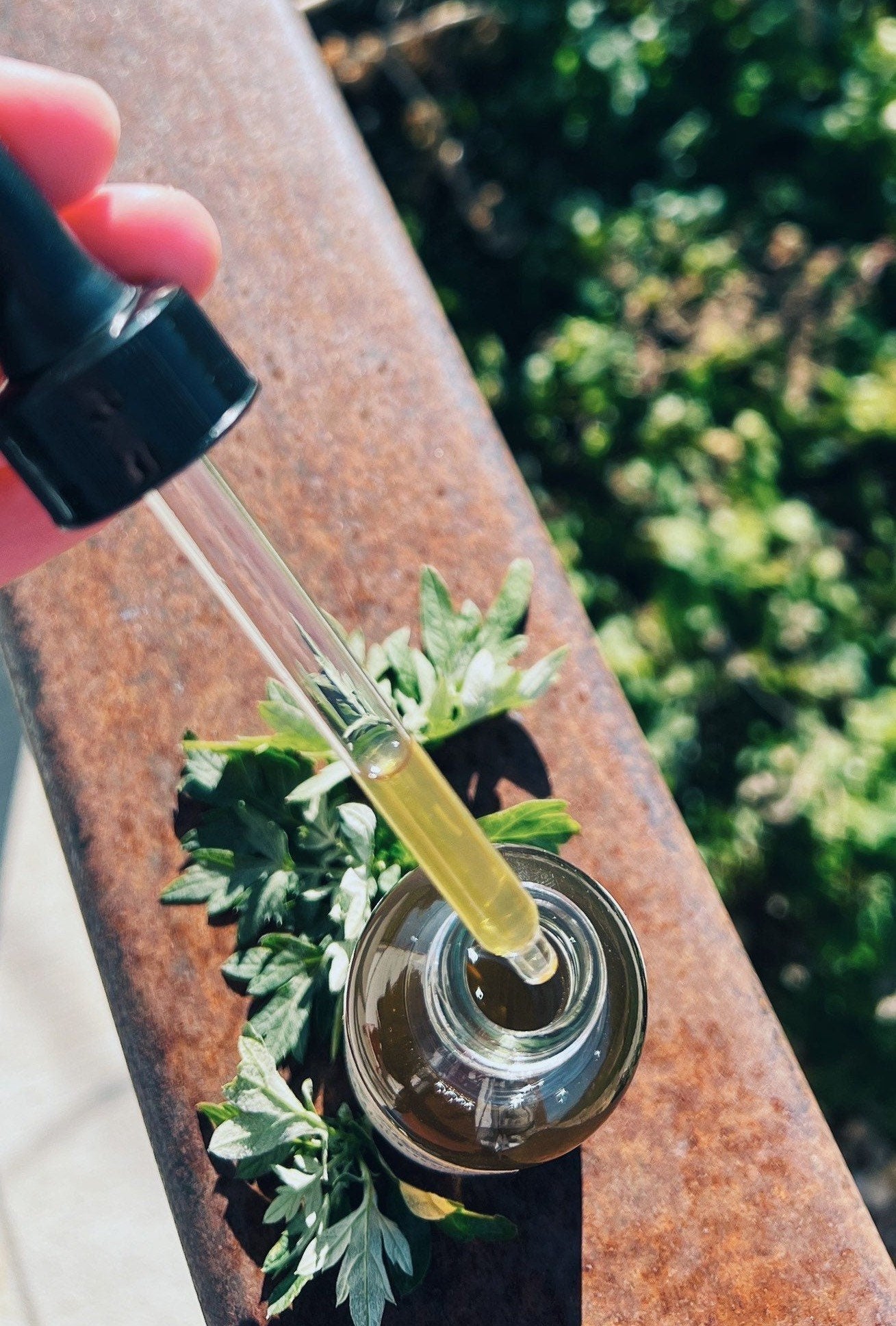 Mugwort Tincture
