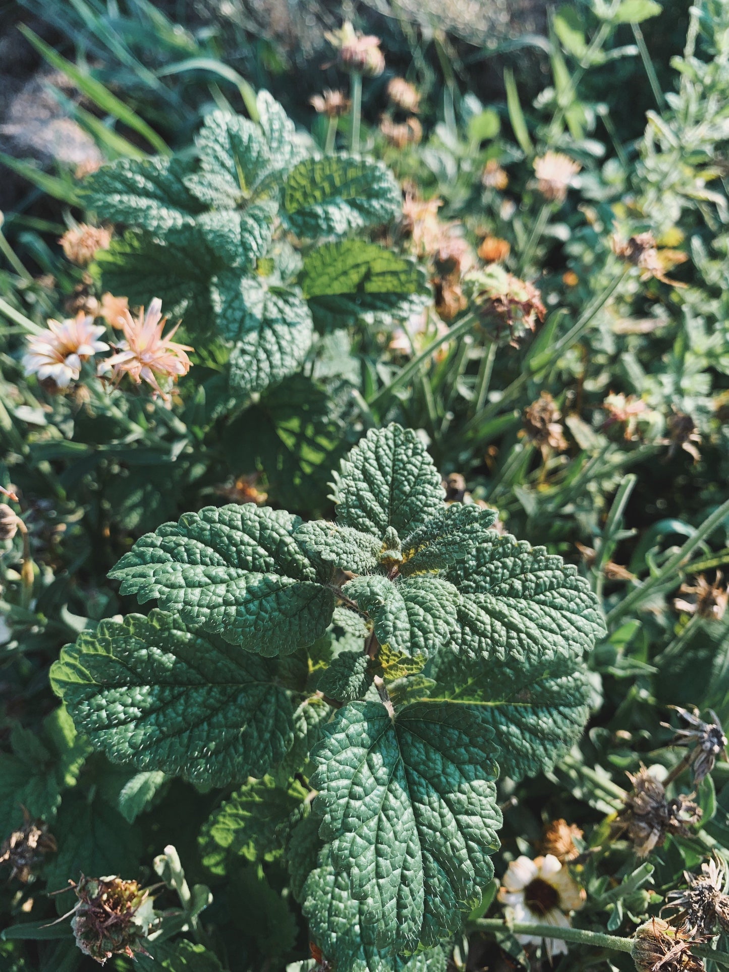 Calming Cup Herbal Tea