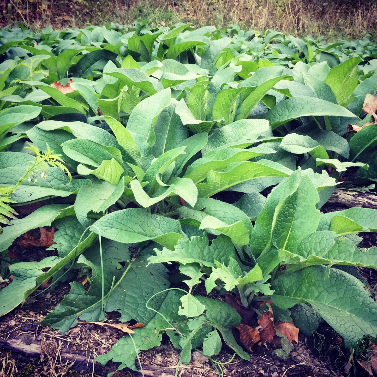 Comfrey Oil
