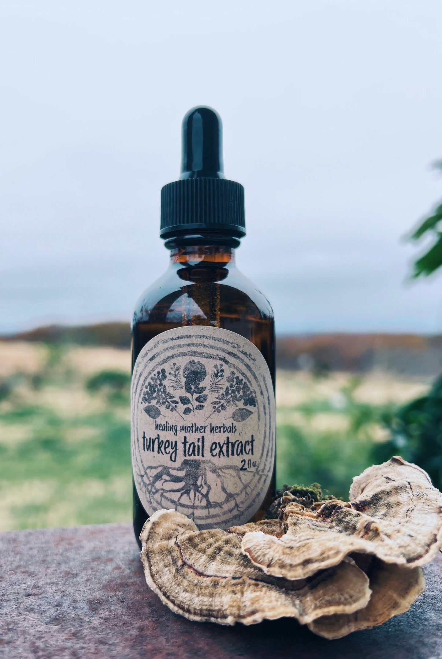 Turkey Tail Extract