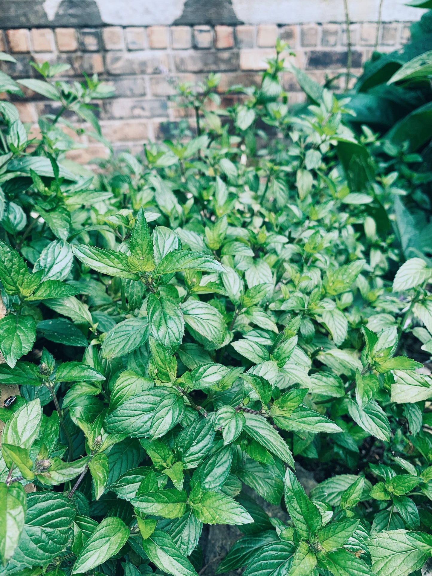 Calming Cup Herbal Tea