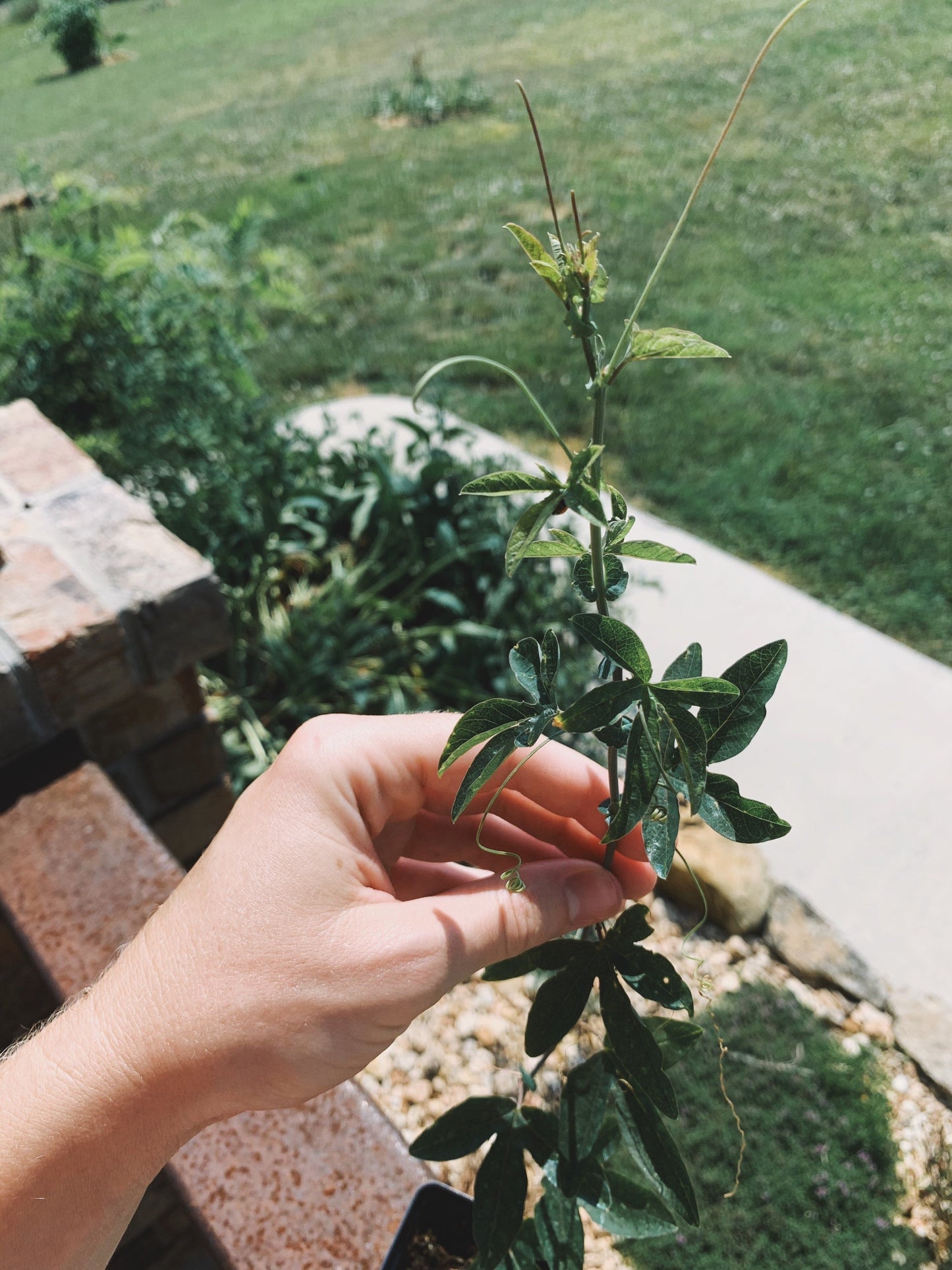 Passion Flower Plant