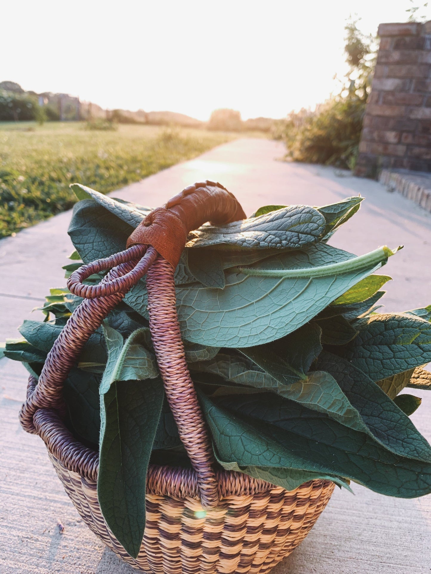 Dried Comfrey Leaves