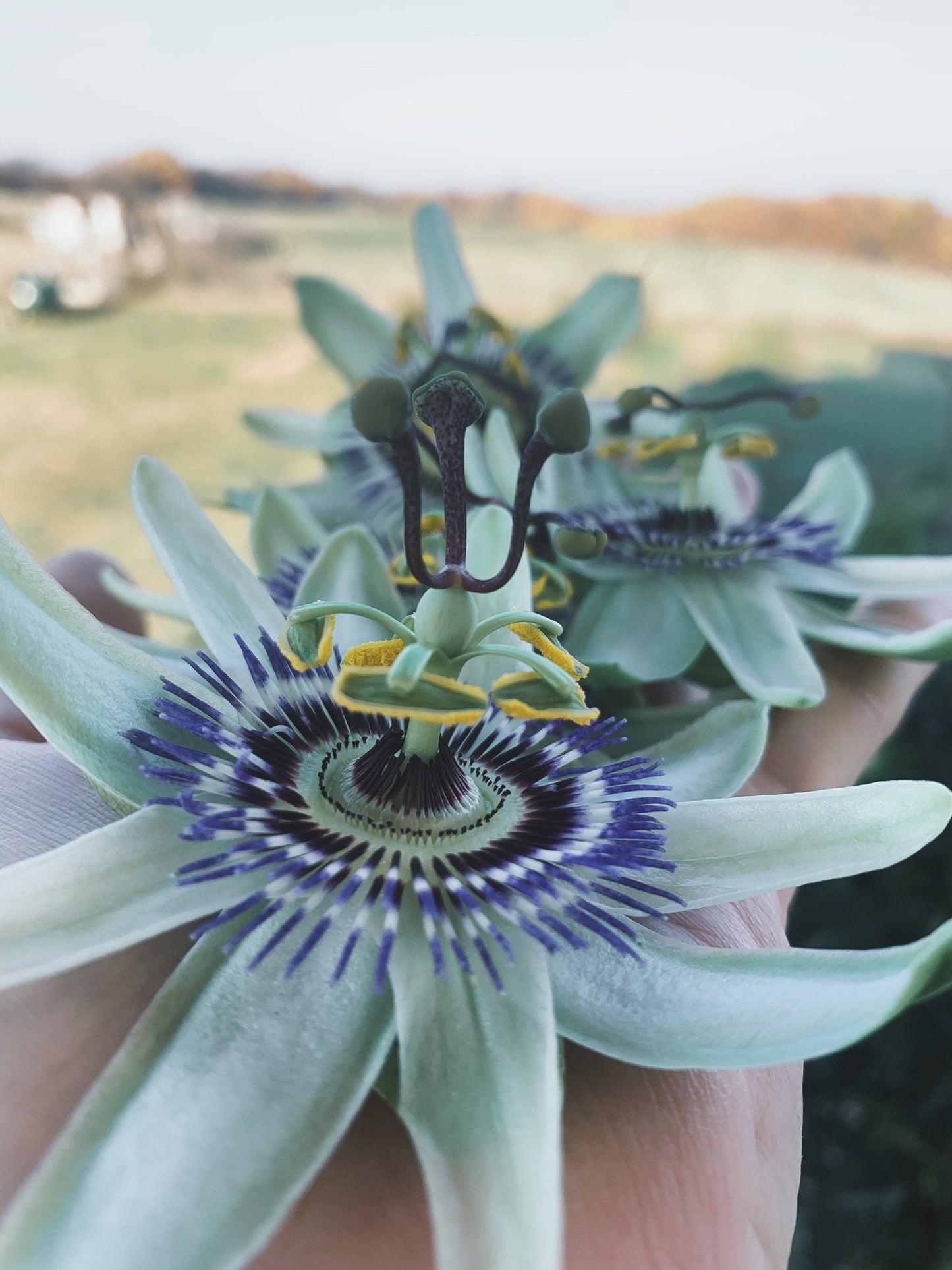 Passion Flower Plant