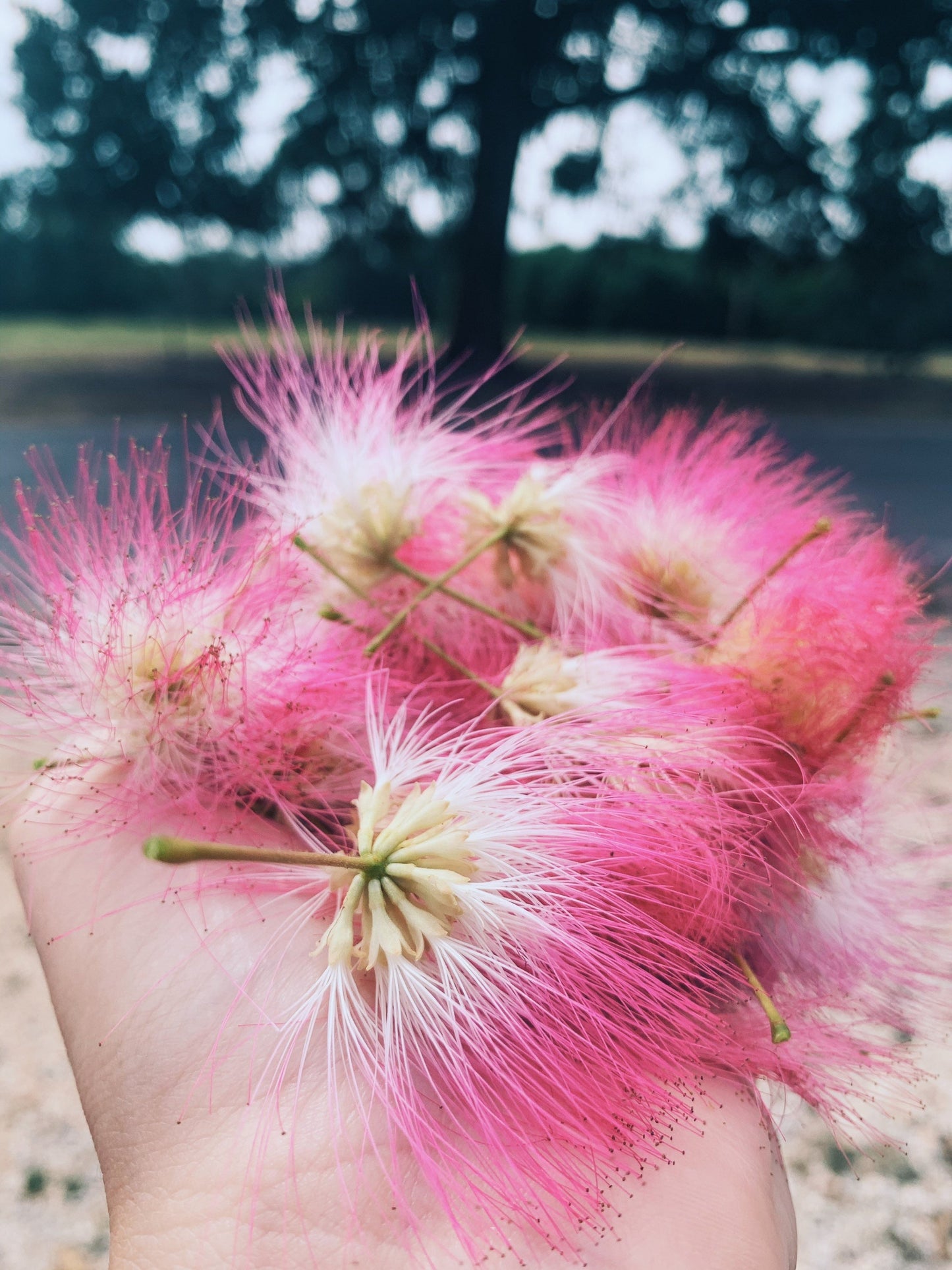 Flower Power Tincture