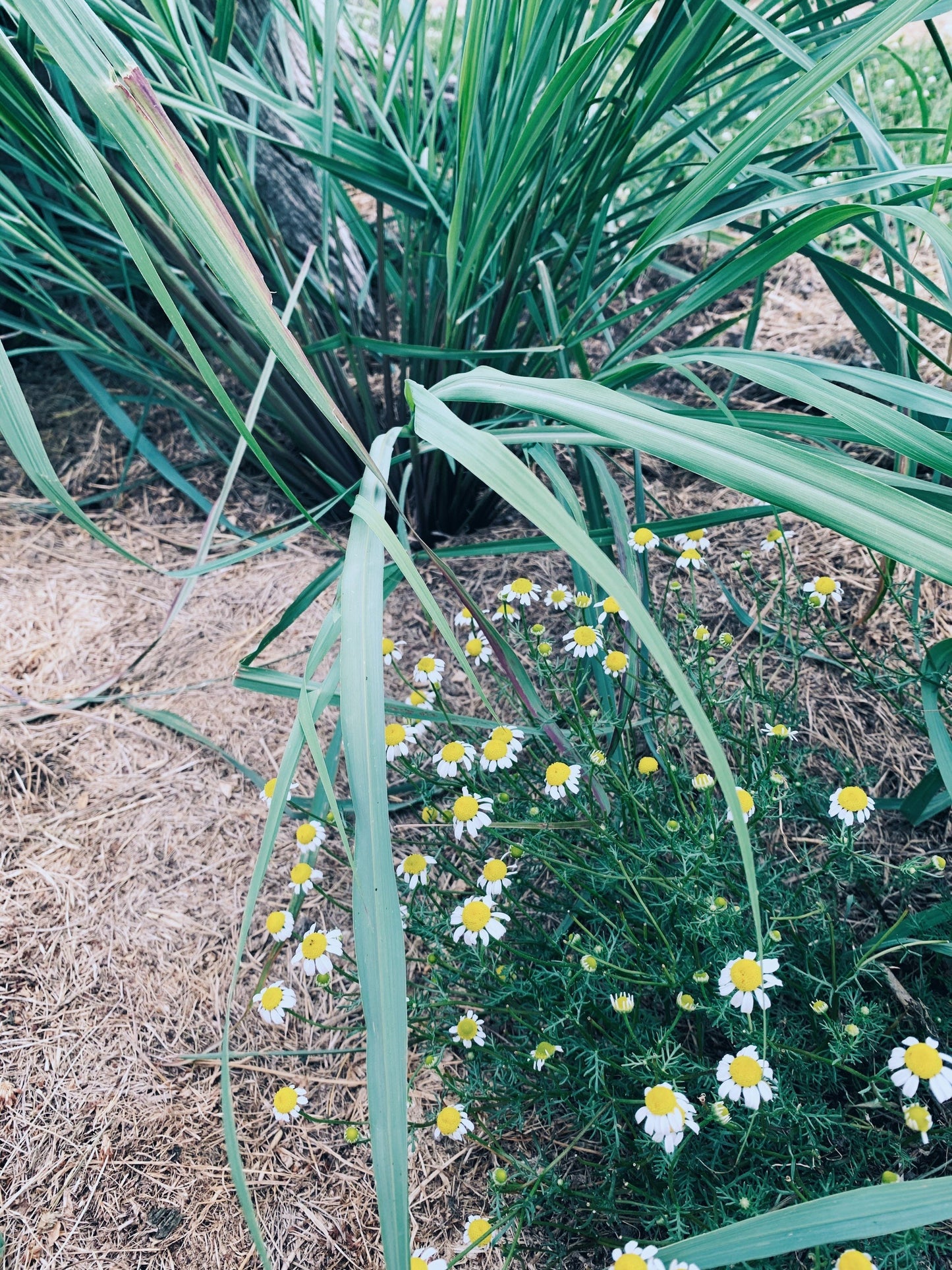 Sacred Sleep Tincture