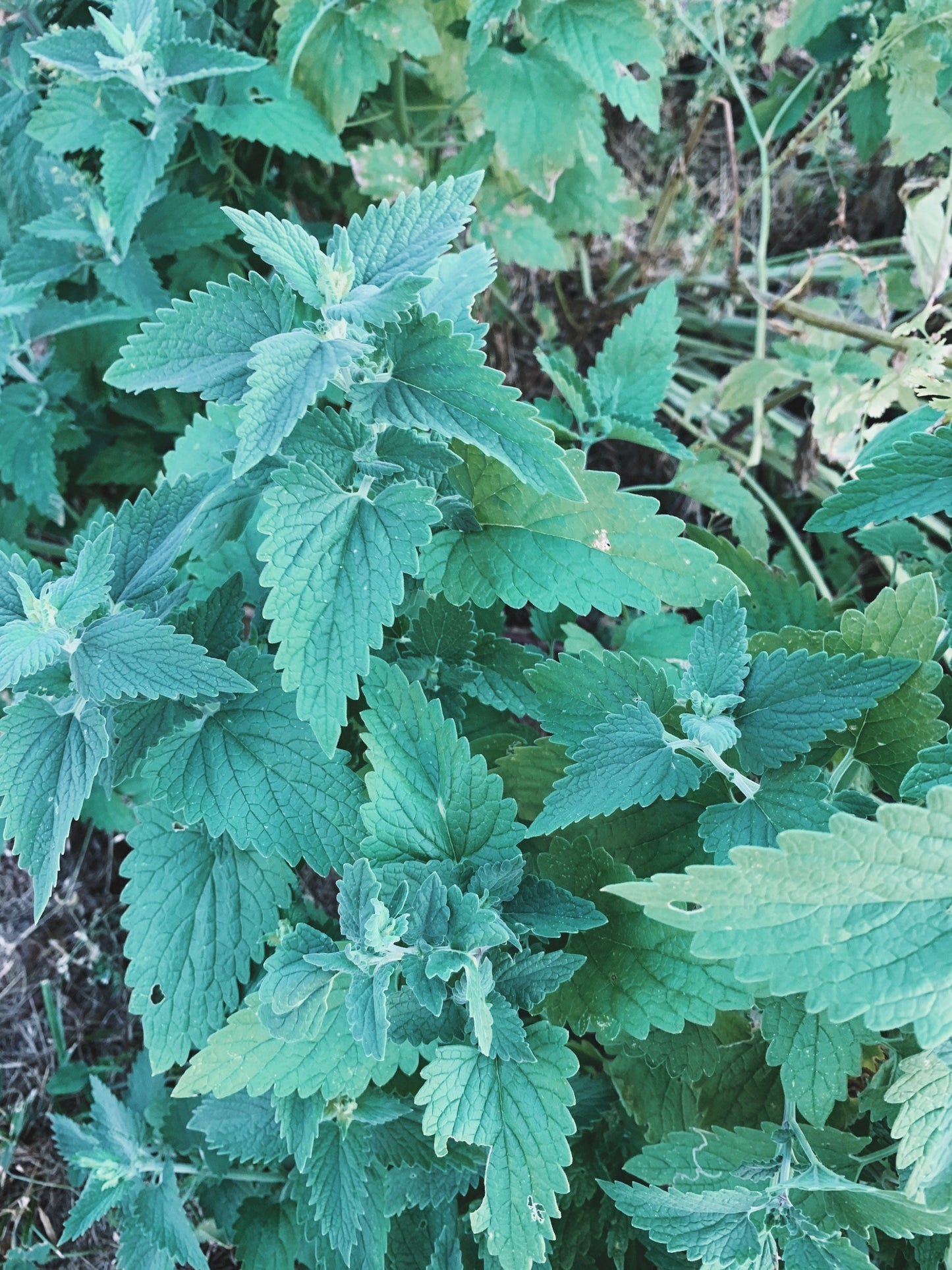 Gut Goodness Herbal Tea