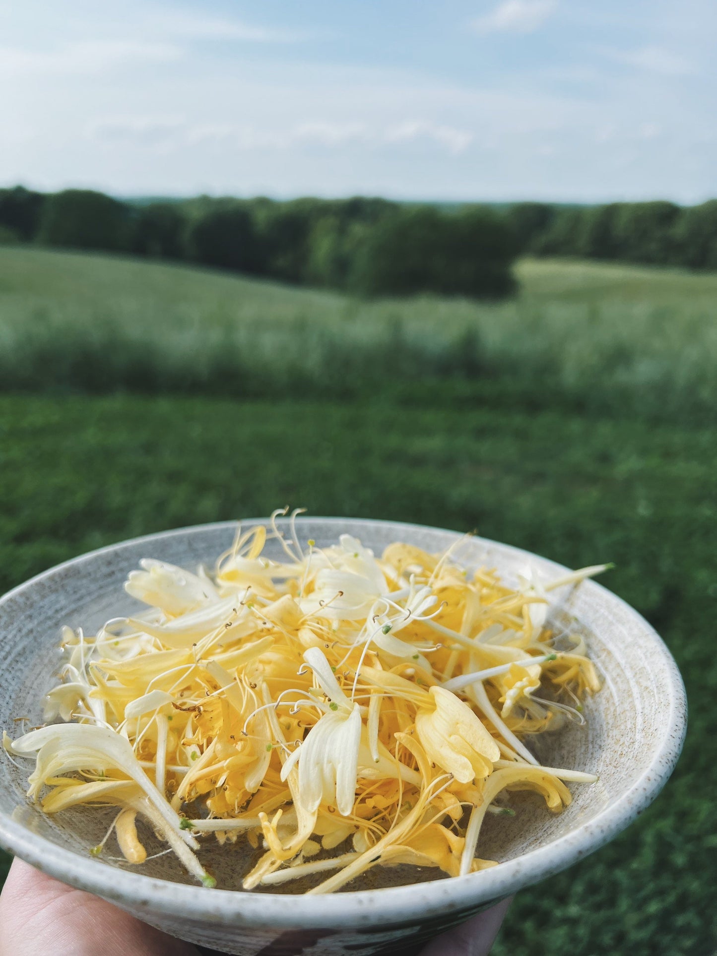 Honeysuckle Flower Essence