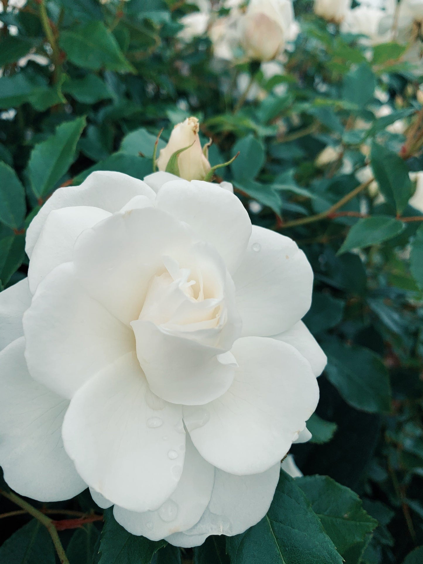 Flower Power Tincture