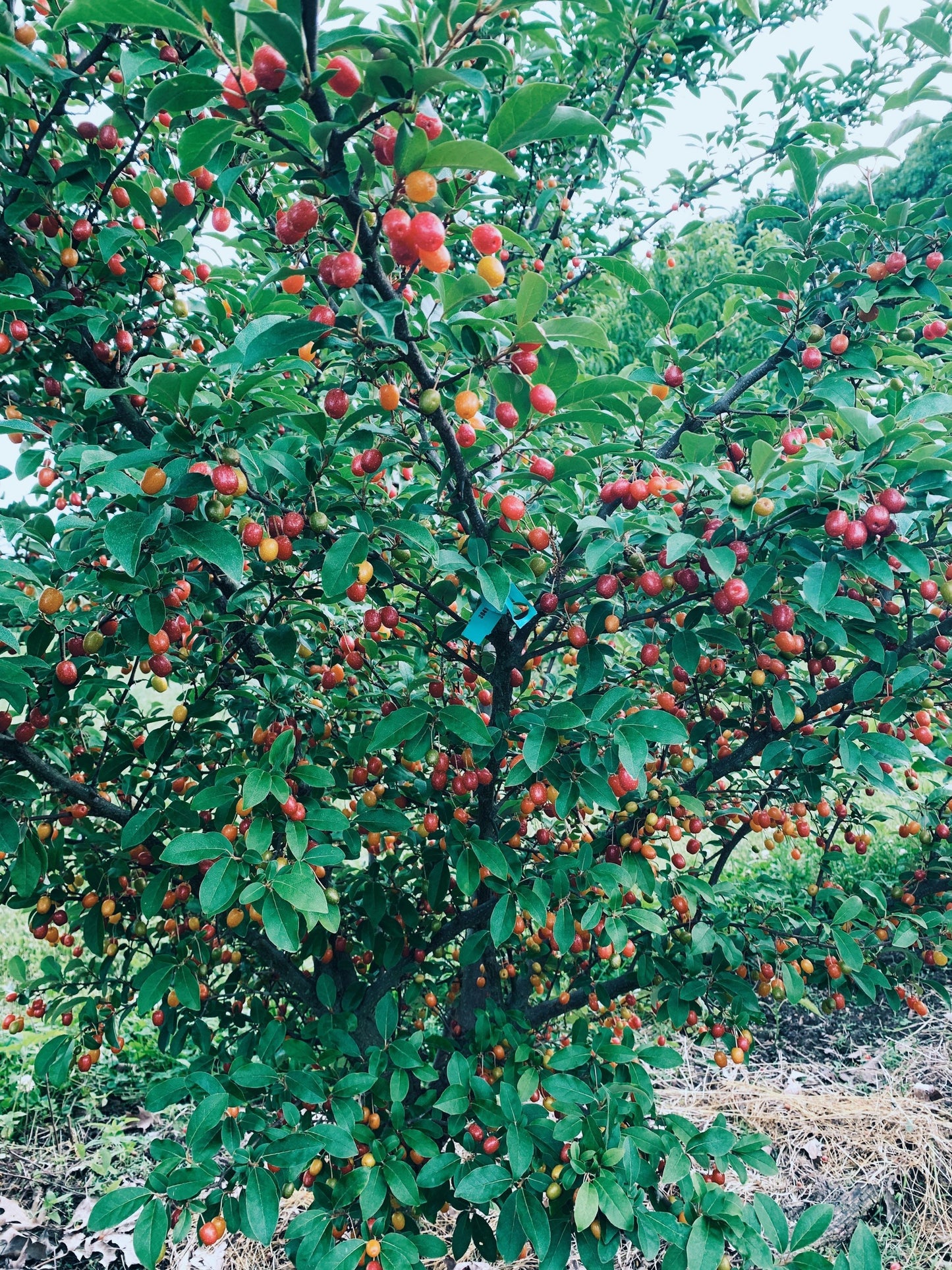 Berry Beautiful Oxymel