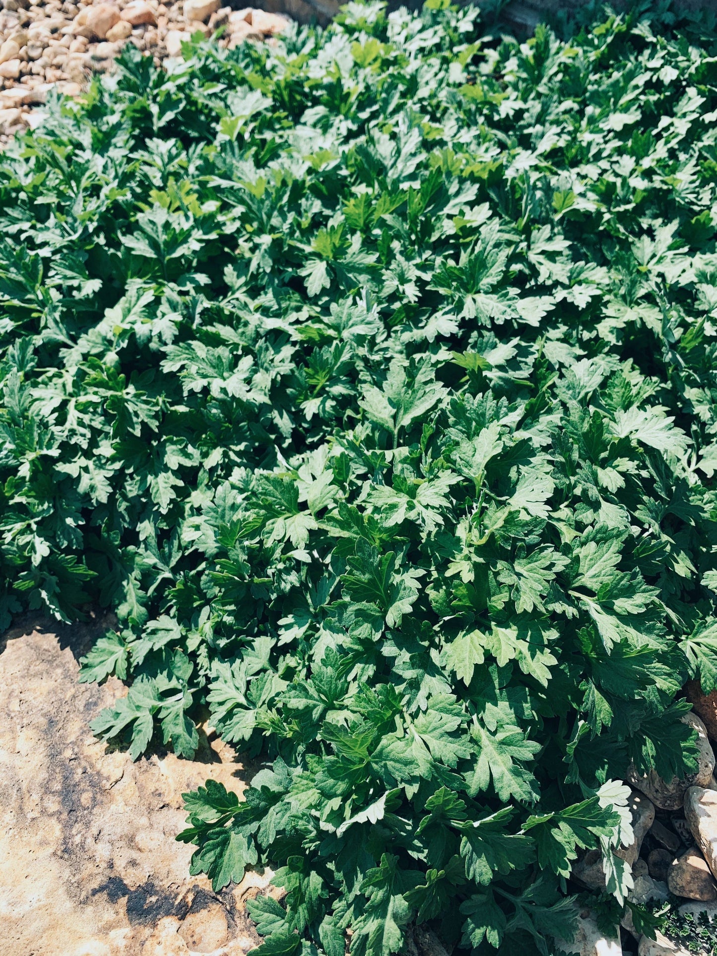 Mugwort Live Plant