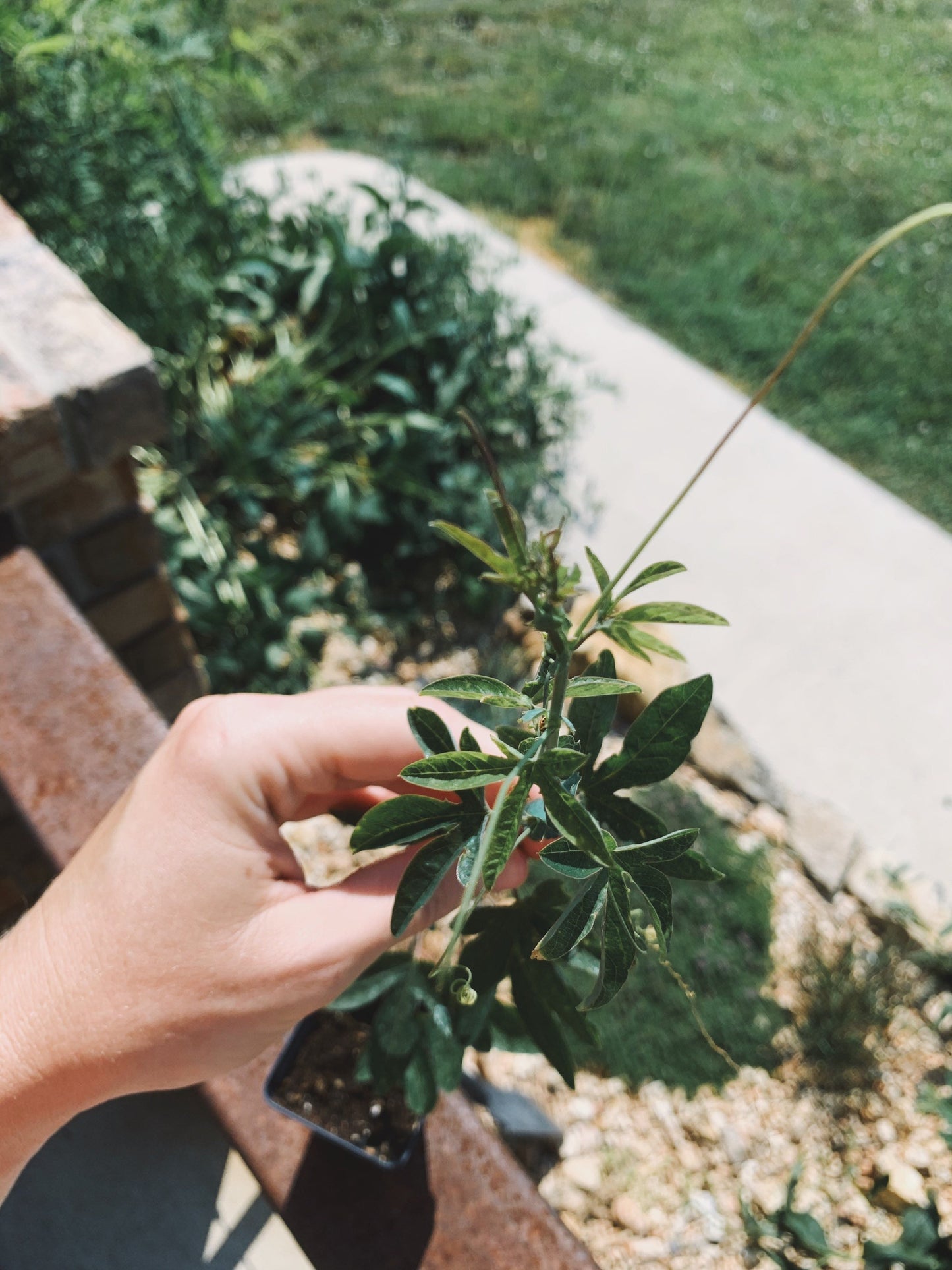 Passion Flower Plant