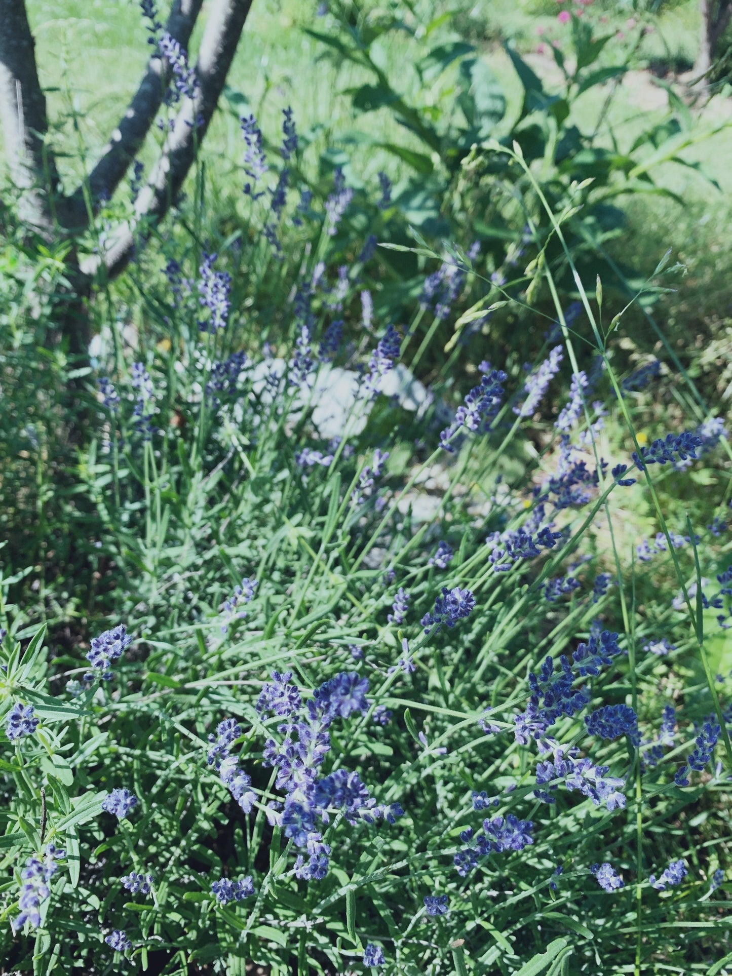 Flower Power Tincture