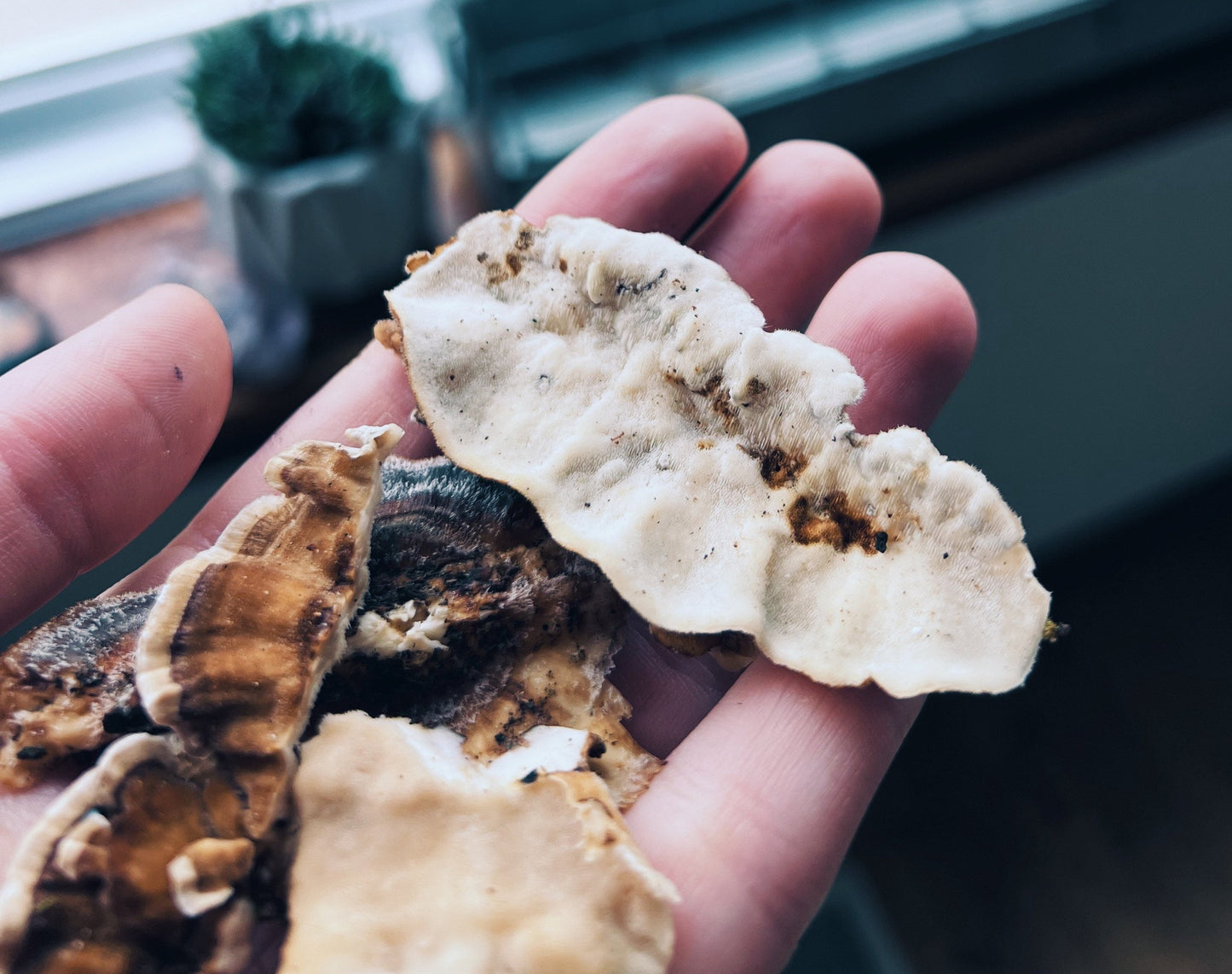 Turkey Tail Extract