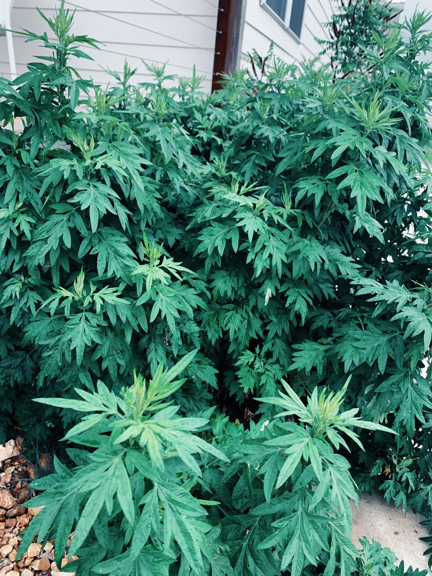 Dried Mugwort Leaves and Flowers