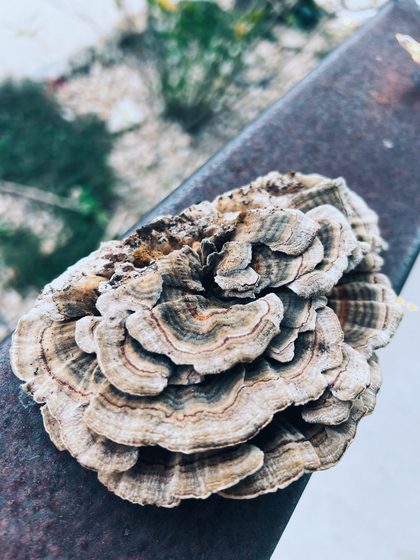Turkey Tail Extract