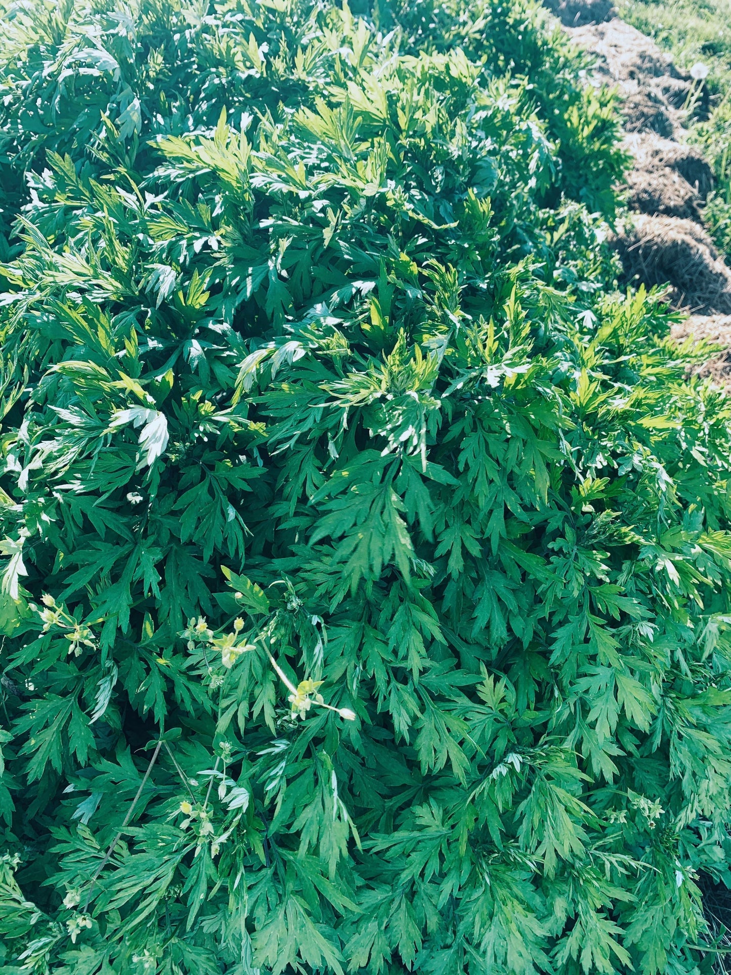 Dried Mugwort Leaves and Flowers