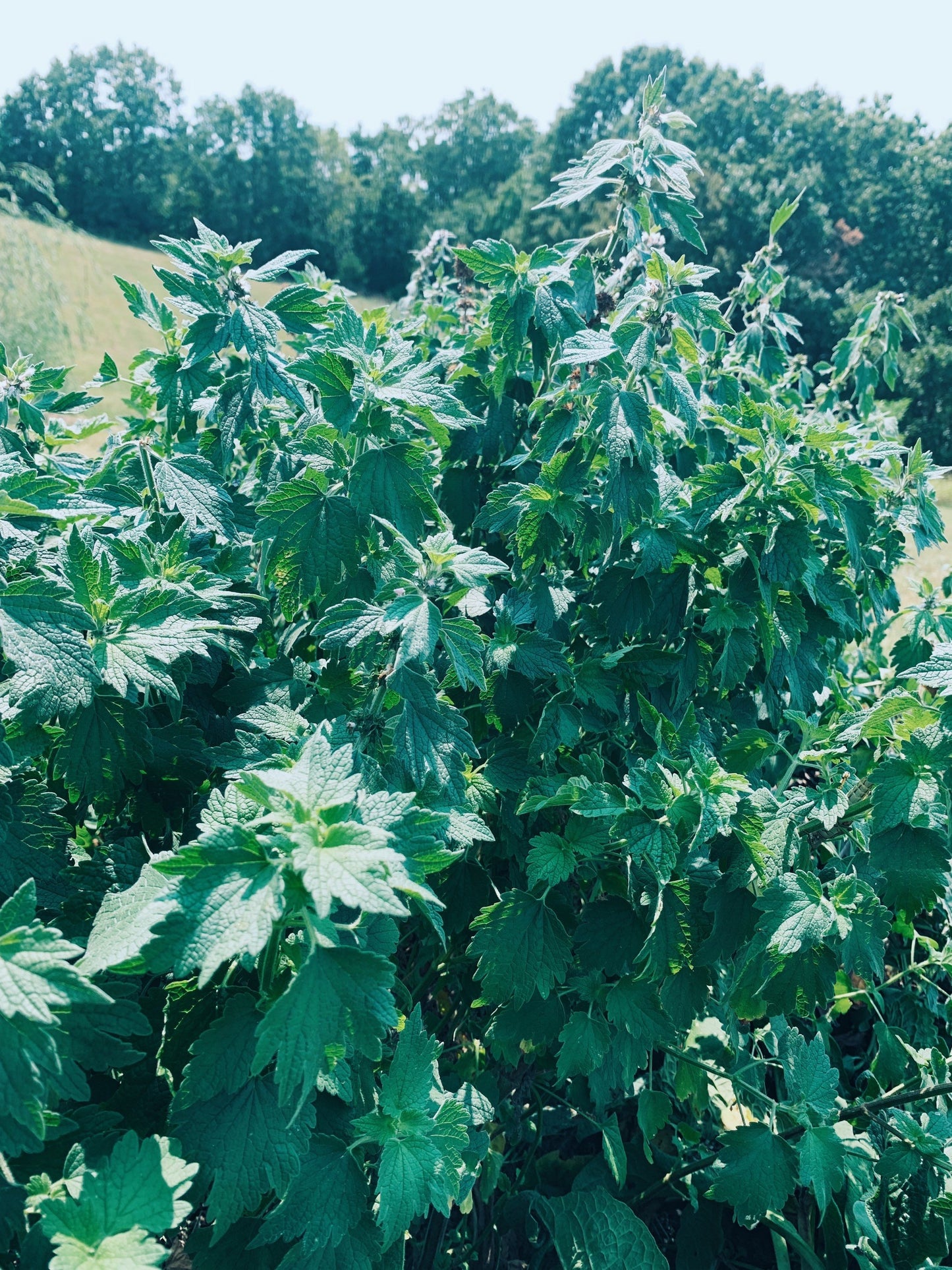Healing Mother Tincture