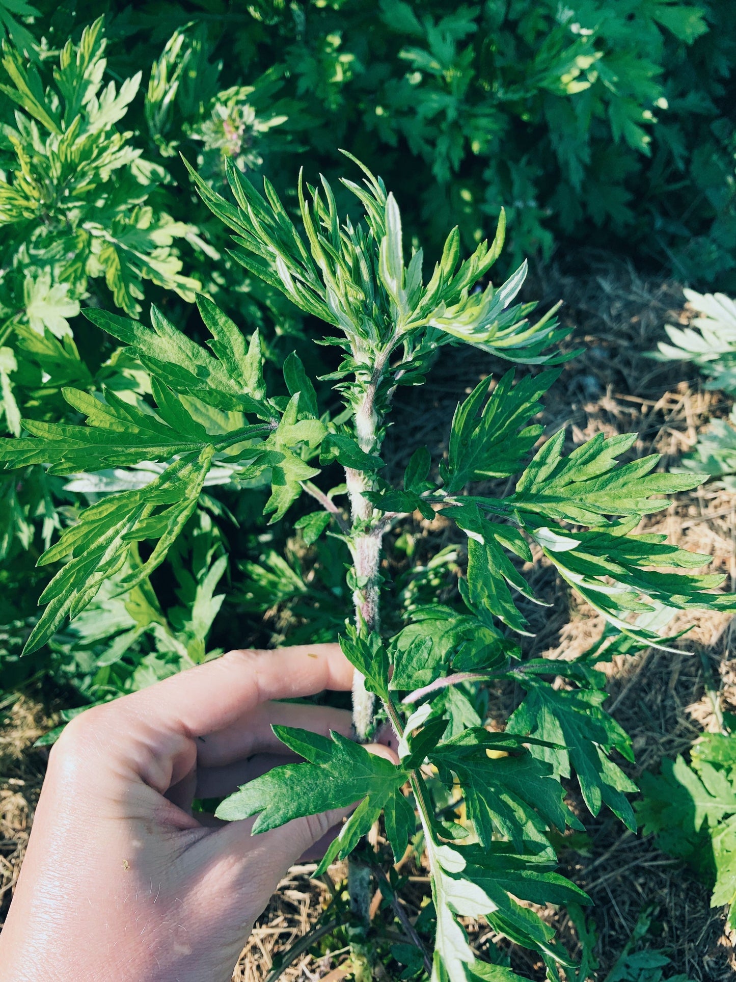 Dried Mugwort Leaves and Flowers