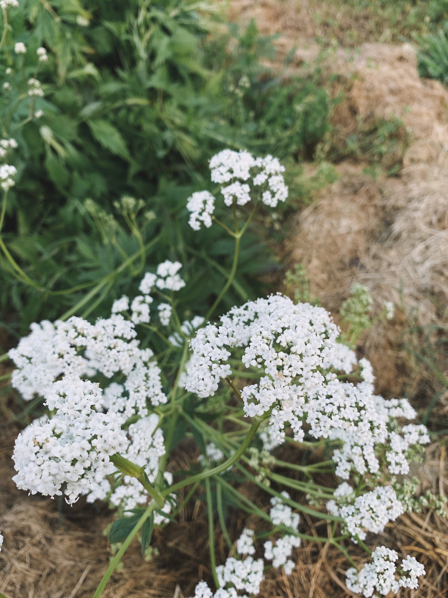 Sacred Sleep Tincture