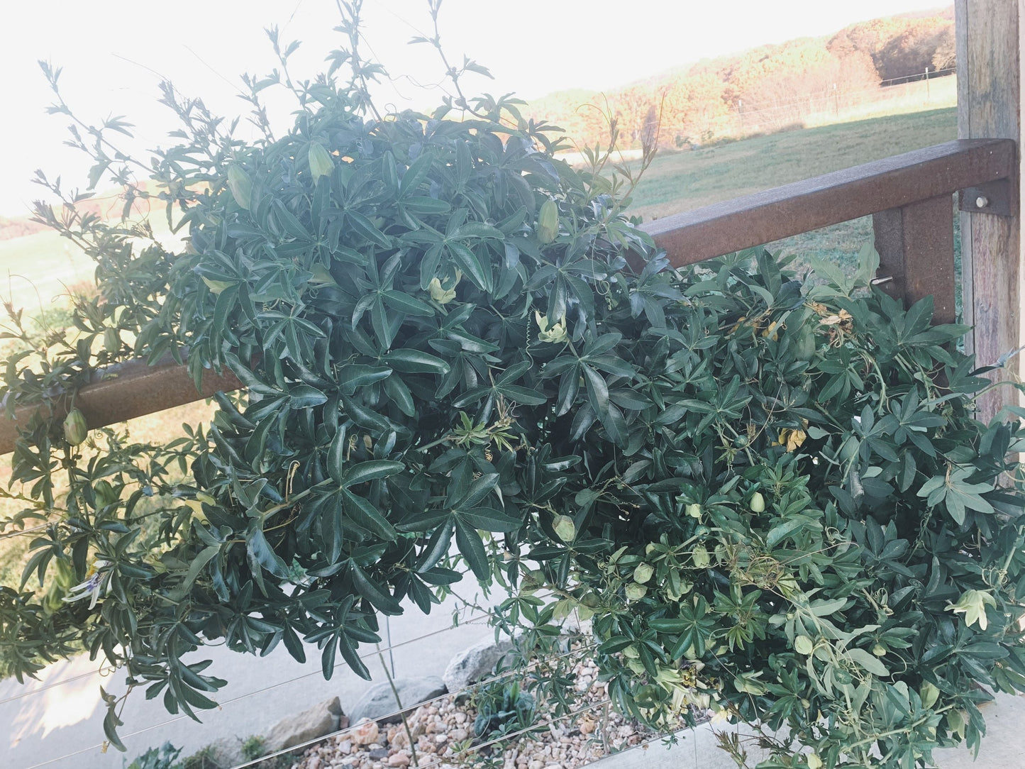 Passion Flower Plant