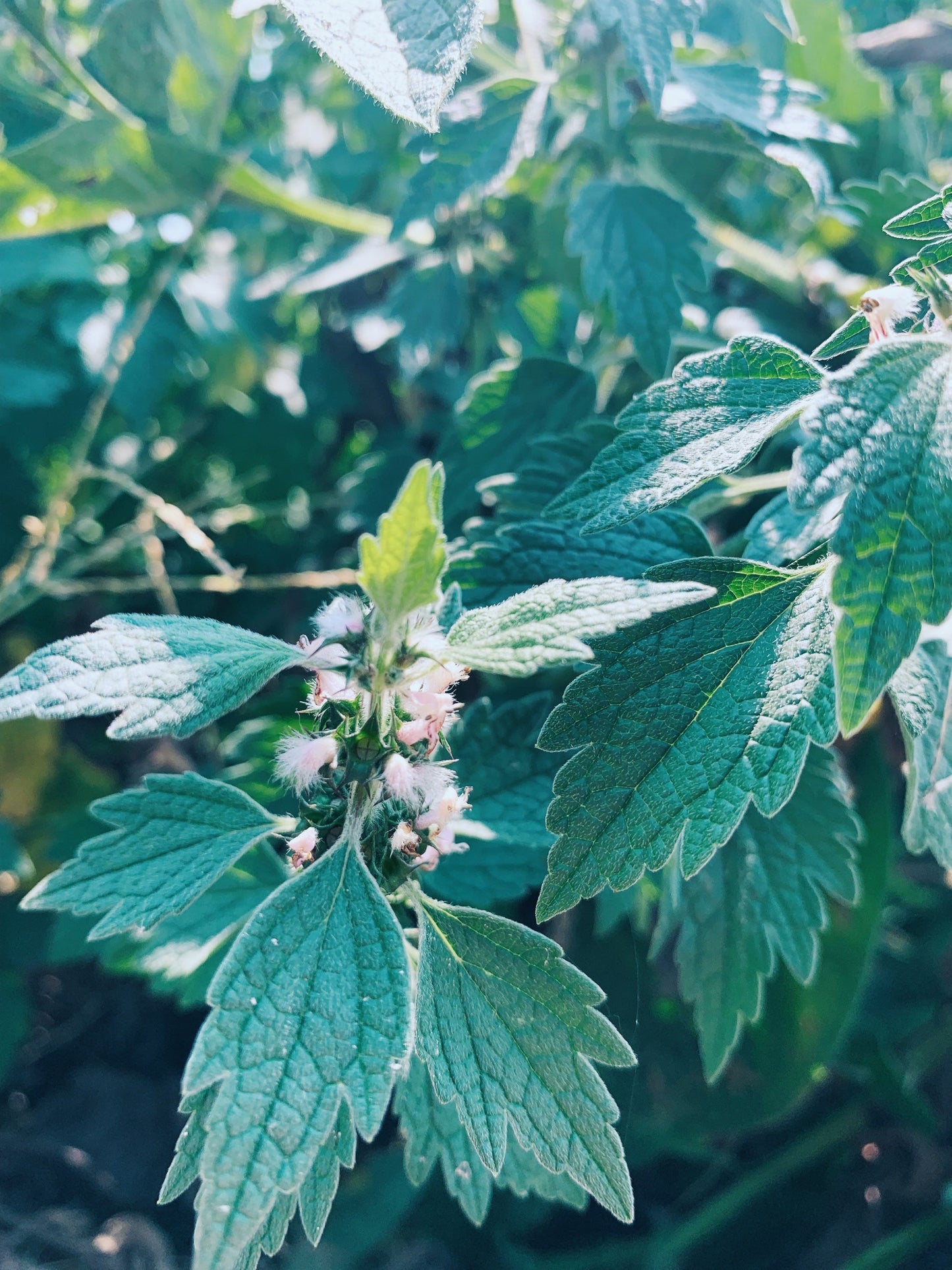 Healing Mother Tincture