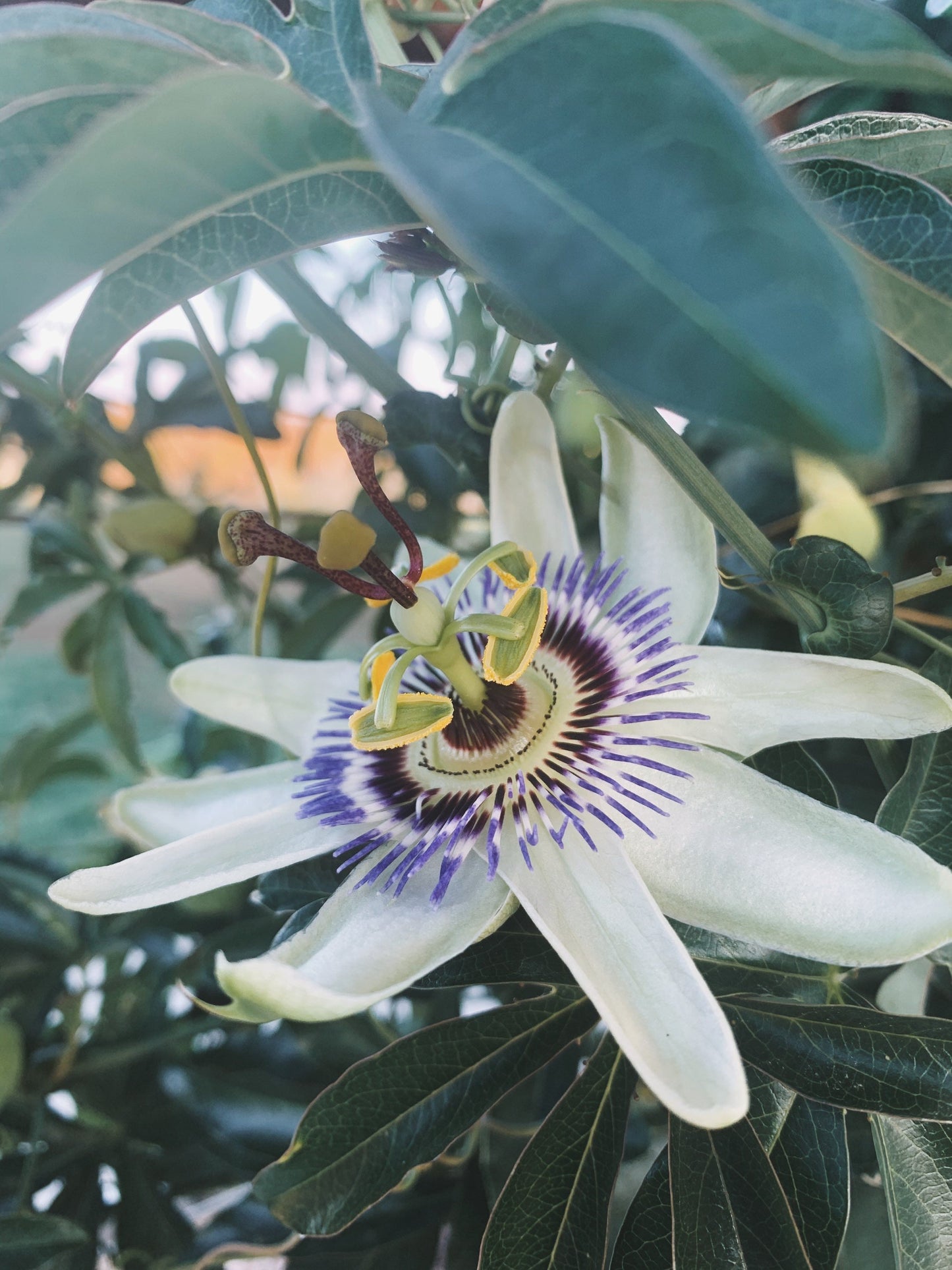 Passion Flower Plant