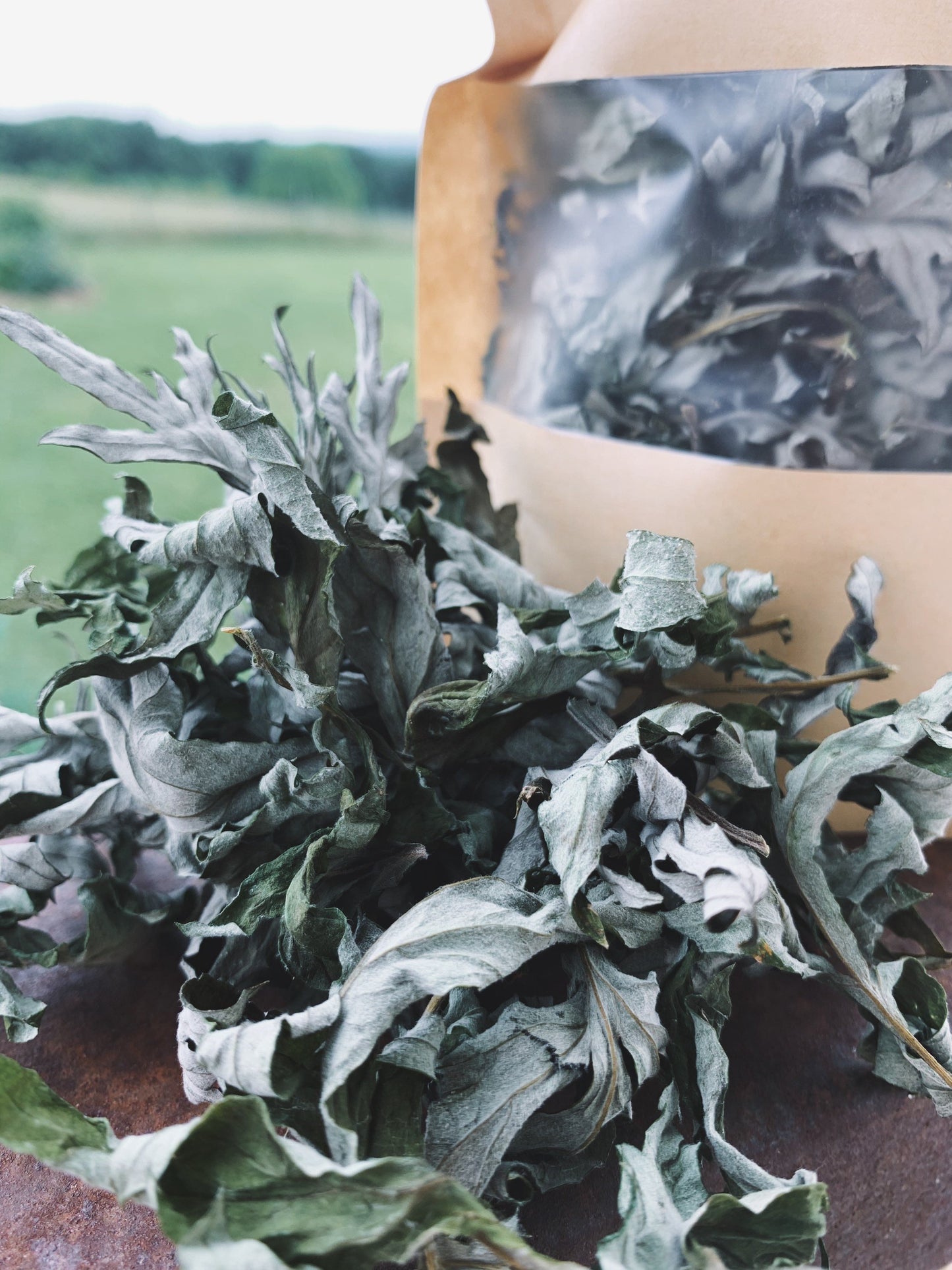 Dried Mugwort Leaves and Flowers