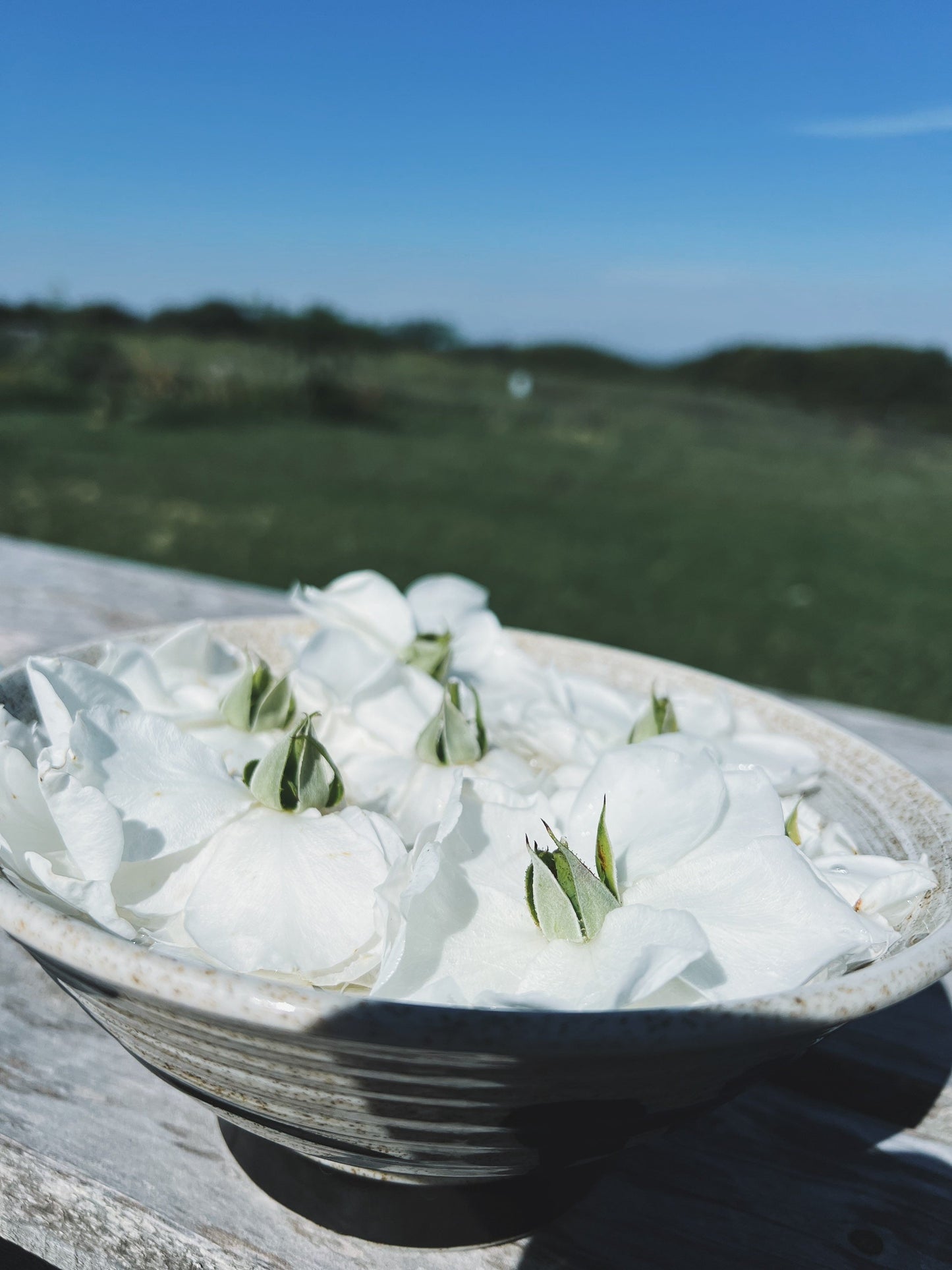 White Rose Flower Essence