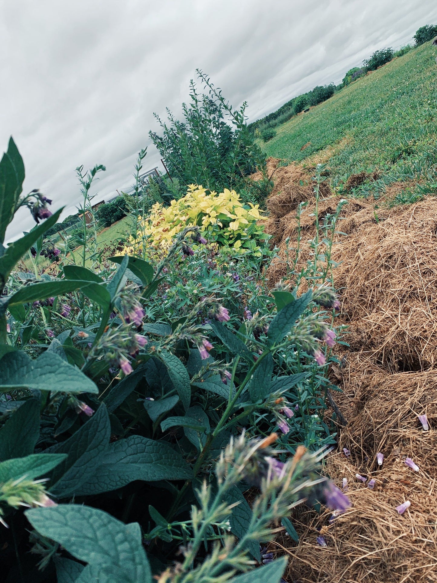 Dried Comfrey Leaves